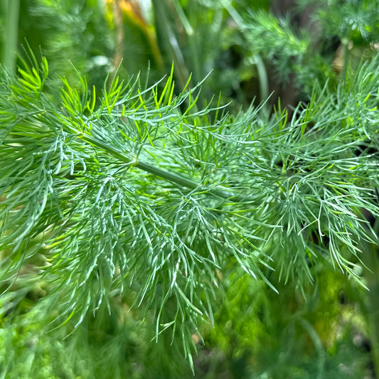 Dill ‘Compatto’ Seeds