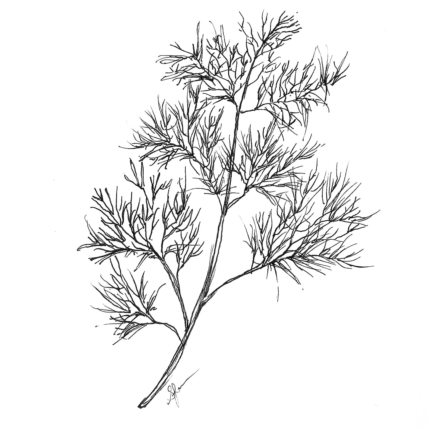 Dill Seeds