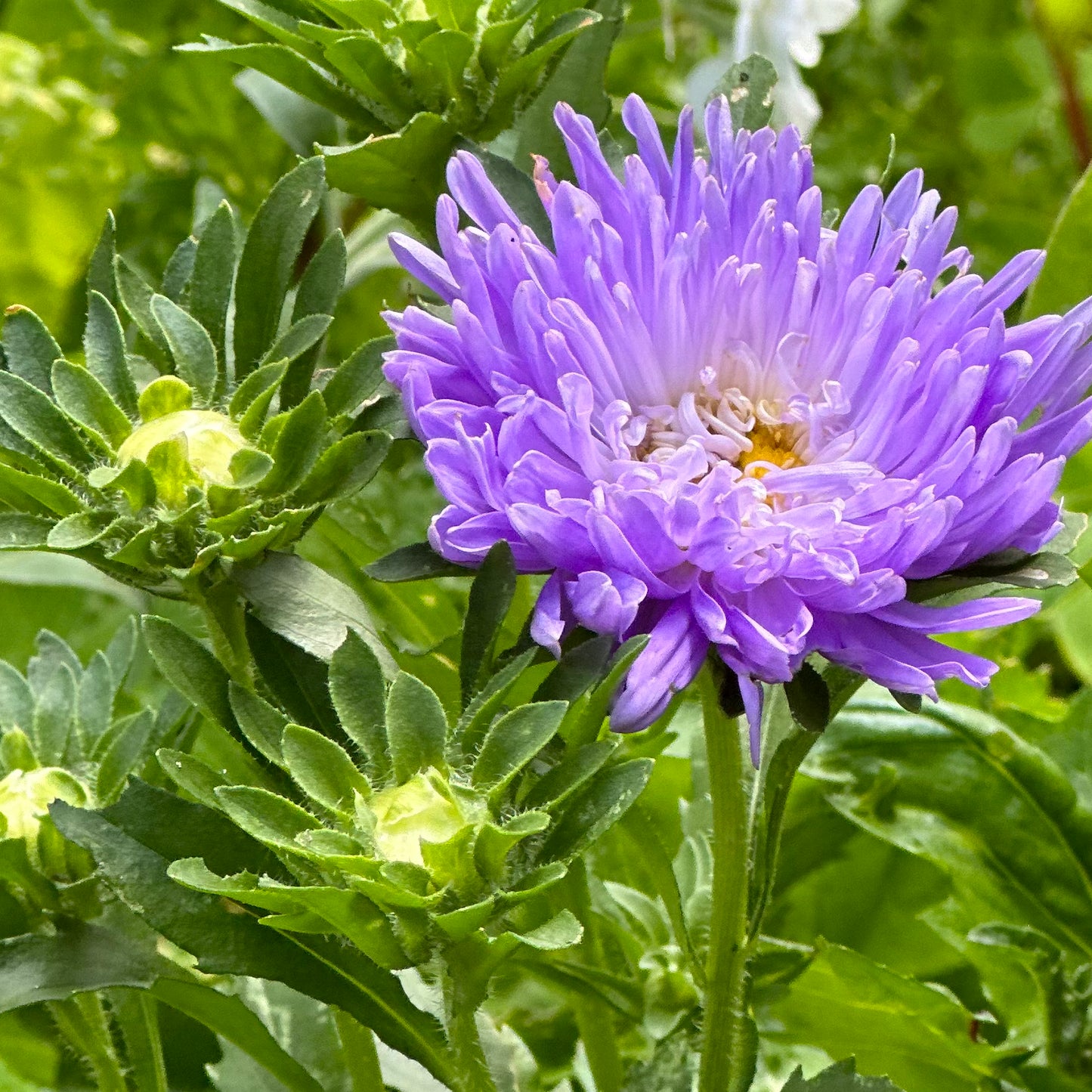 Aster 'Tall Peony Duchesse' Seeds