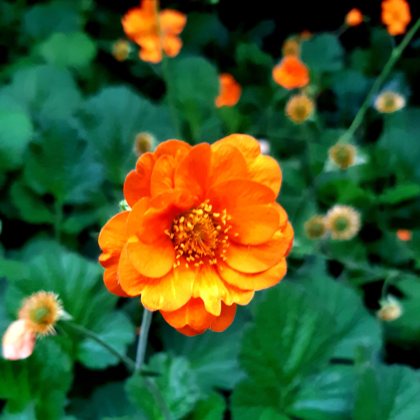 Geum 'Princess Juliana'