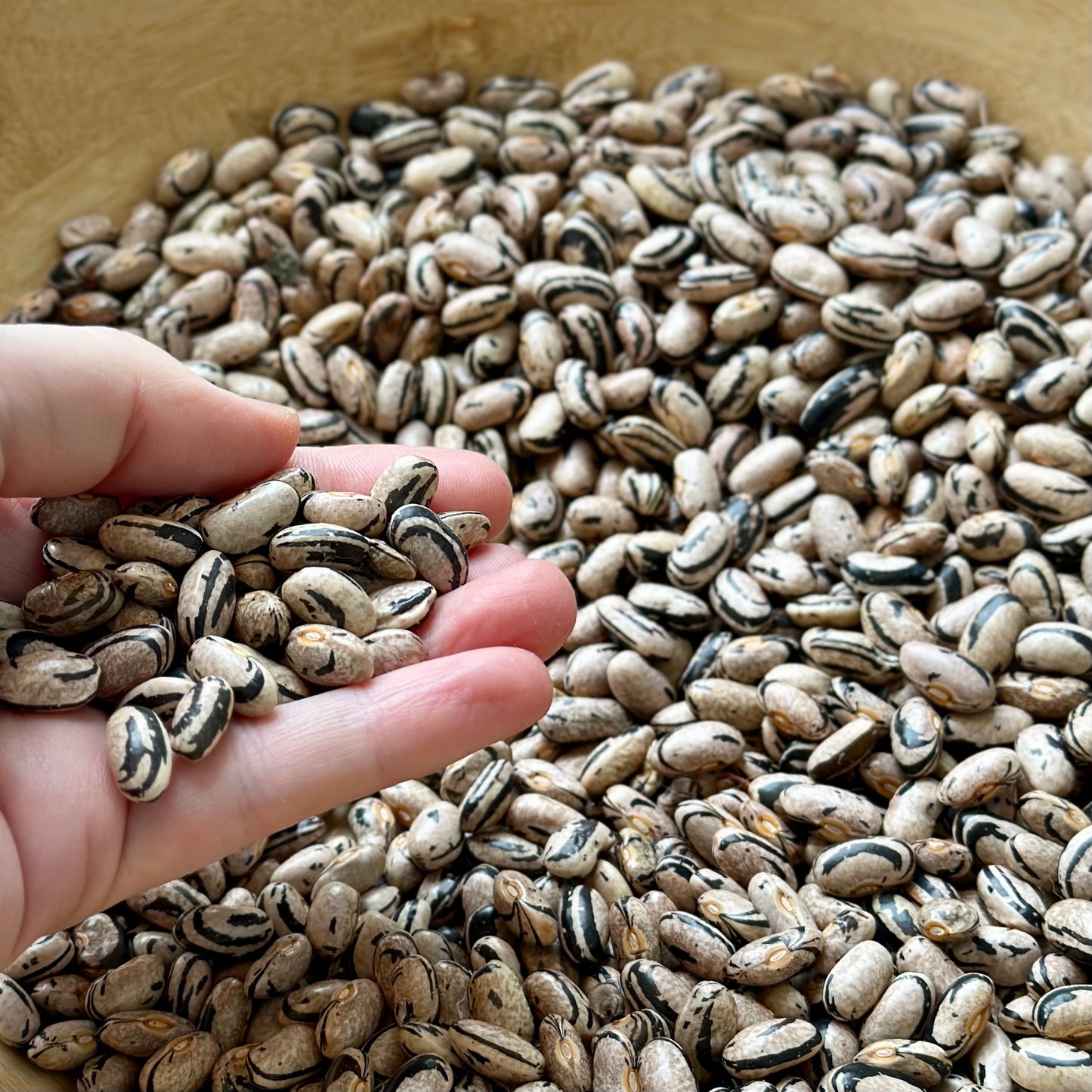 Climbing Bean ‘Jembo Polish Pole’ 40 Seeds