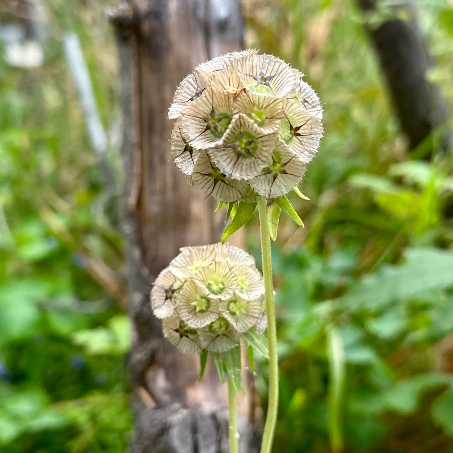 Scabiosa Stellata ‘Drumsticks’ Seeds
