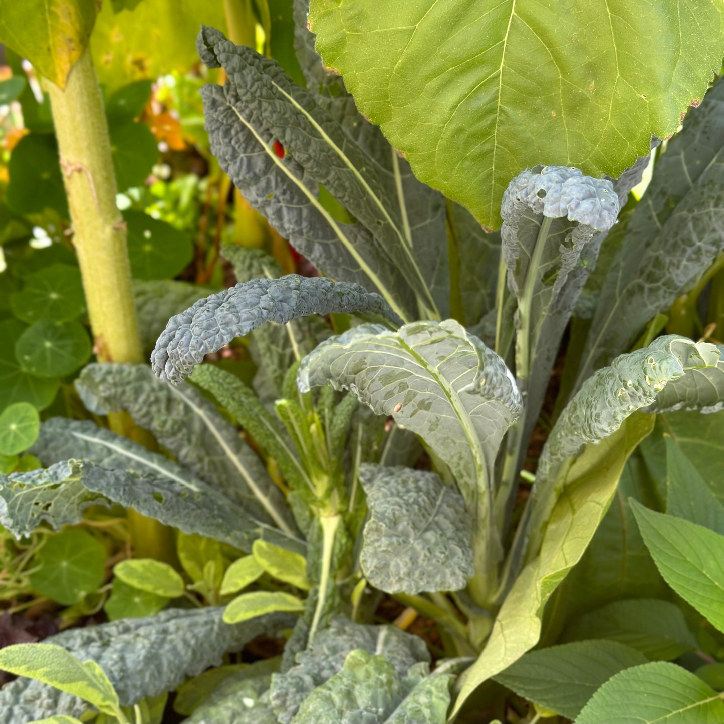 Kale ‘Cavolo Nero’ Seeds