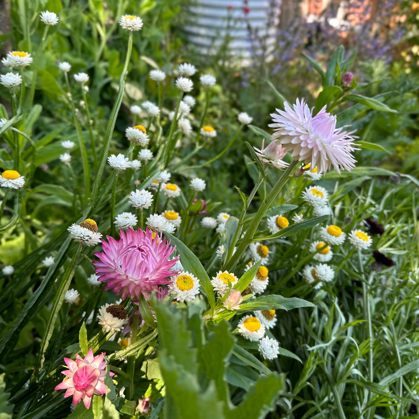 Australian Wildflower Scatter Mix 2g Seeds