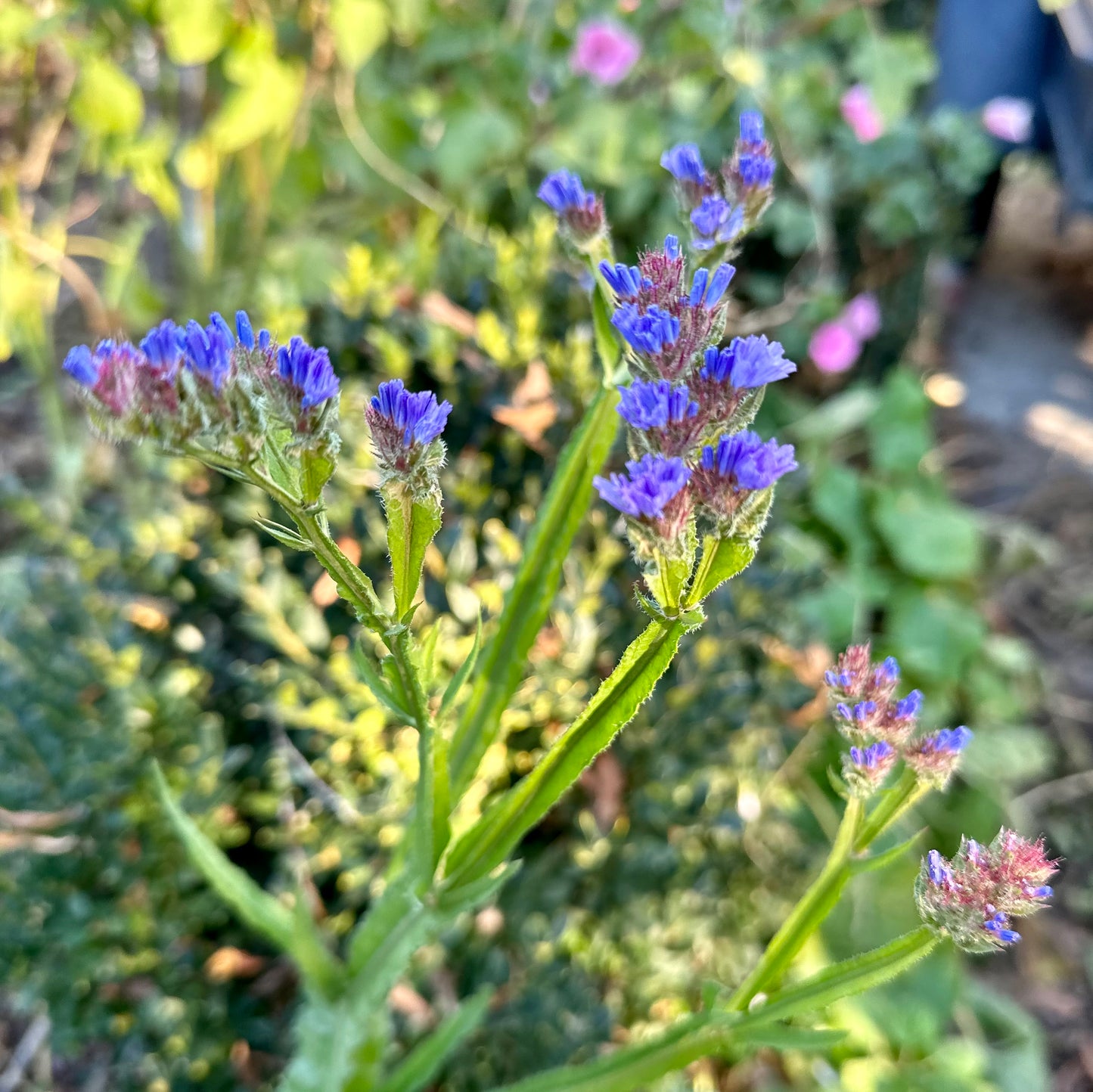 Statice 'Heavenly Blue' Seeds