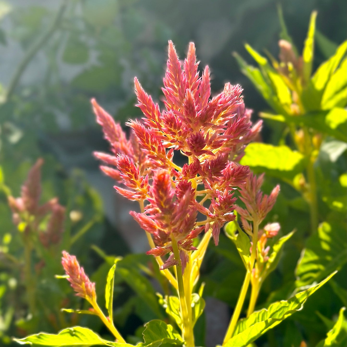 Celosia 'Pink Sunrise Mix' Seeds