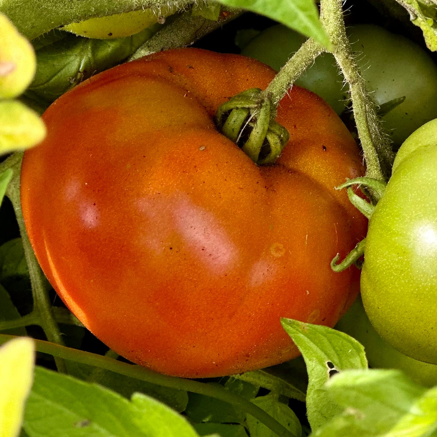 Tomato 'Beefsteak' Seeds