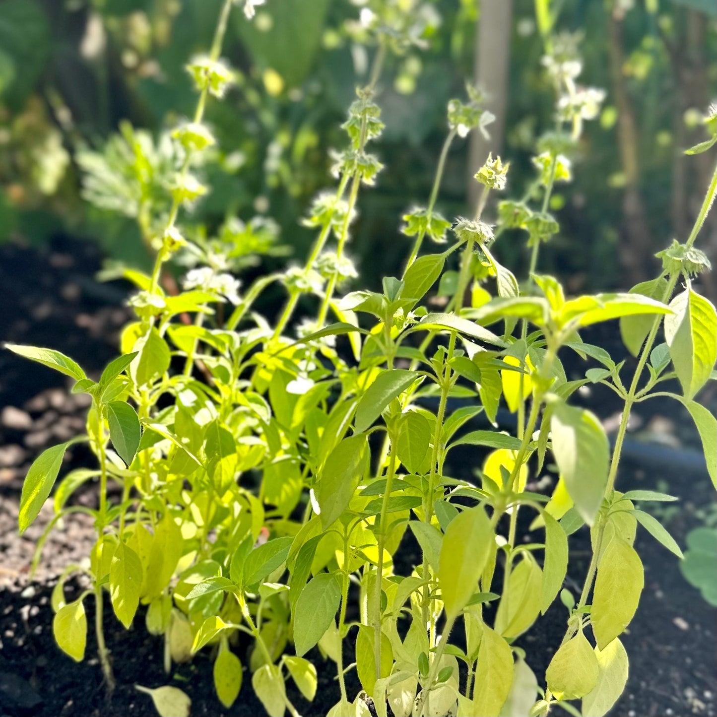 Basil - Lemon Basil Seeds