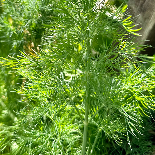 Dill Seeds