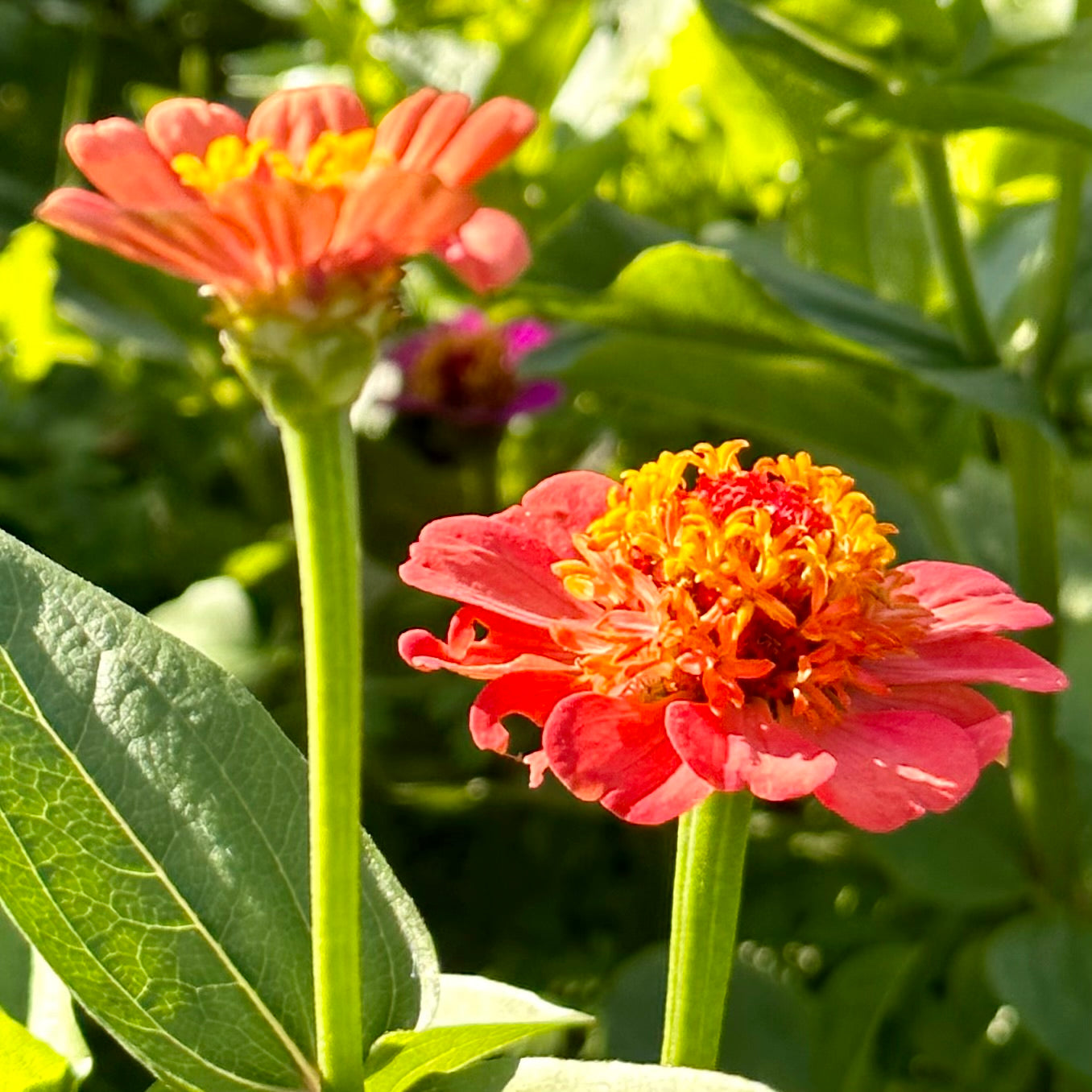 Zinnia Scabiosa Flowered Mix 70 Seeds