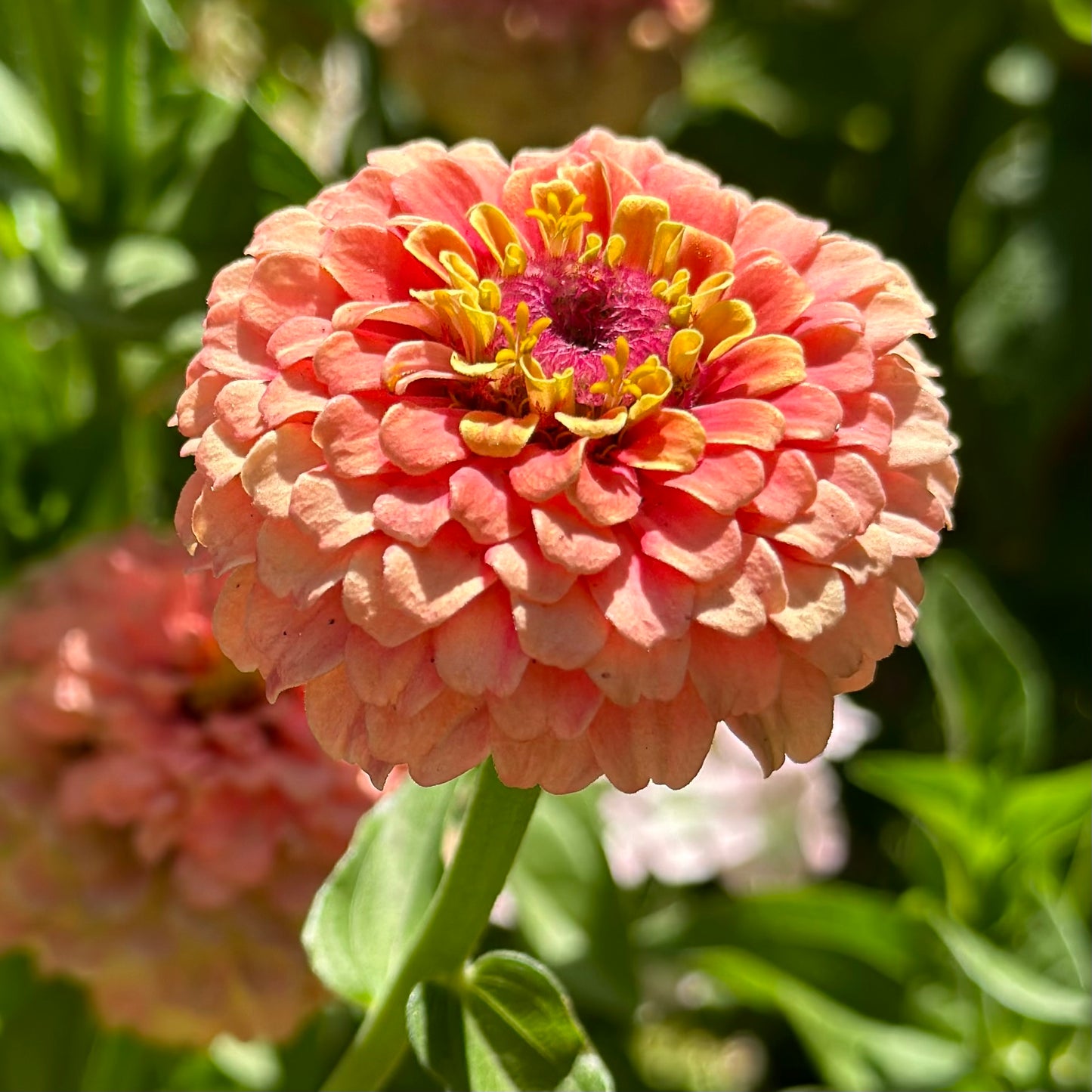 Zinnia 'Oklahoma Salmon' 50 Seeds