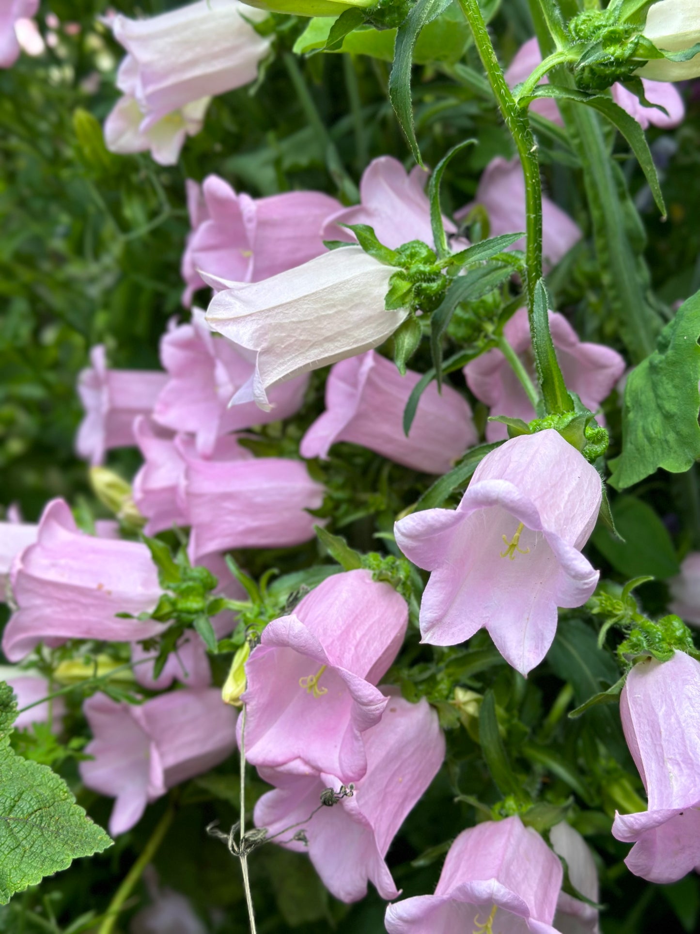 Canterbury Bells - Rose Pink Seeds