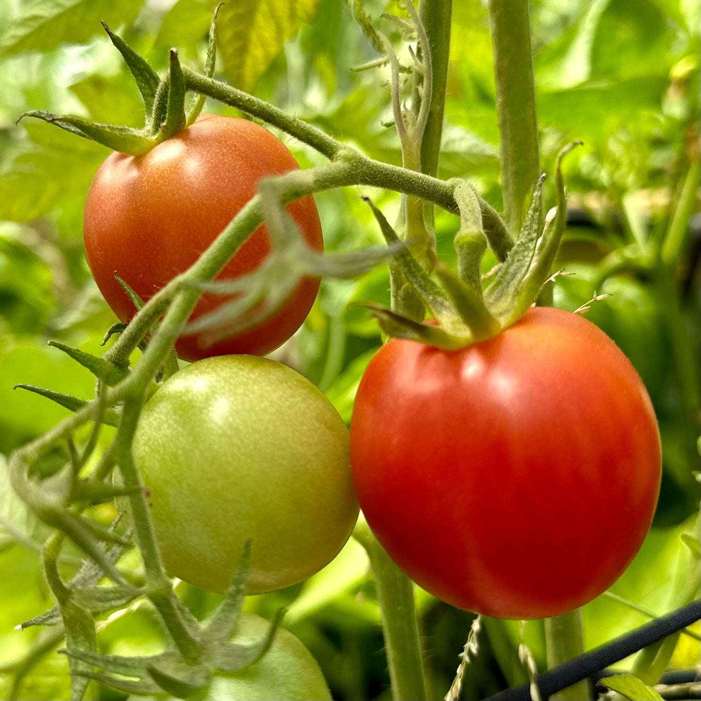 Tomato 'Rose De Berne’ 30 Seeds