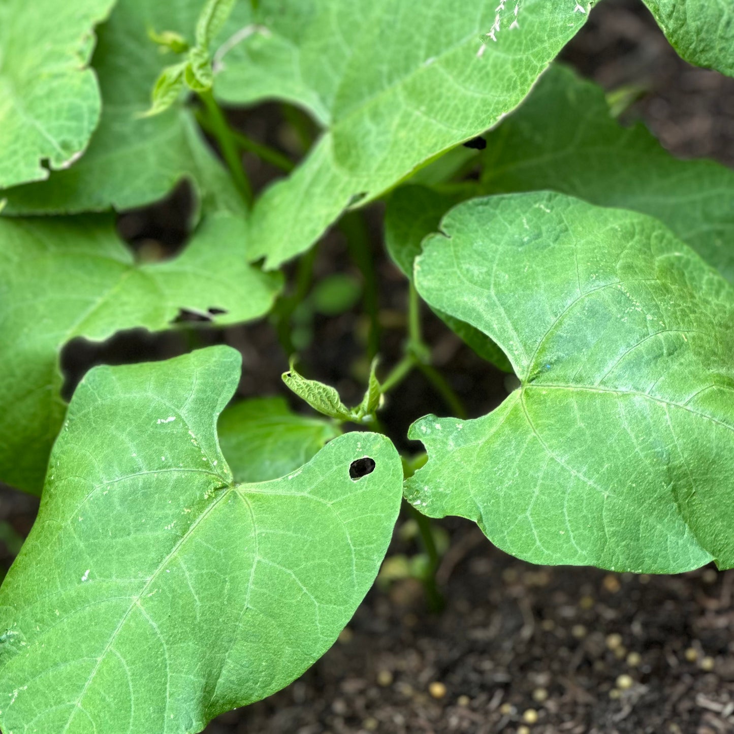 Bean 'Windsor Long Pod' Seeds