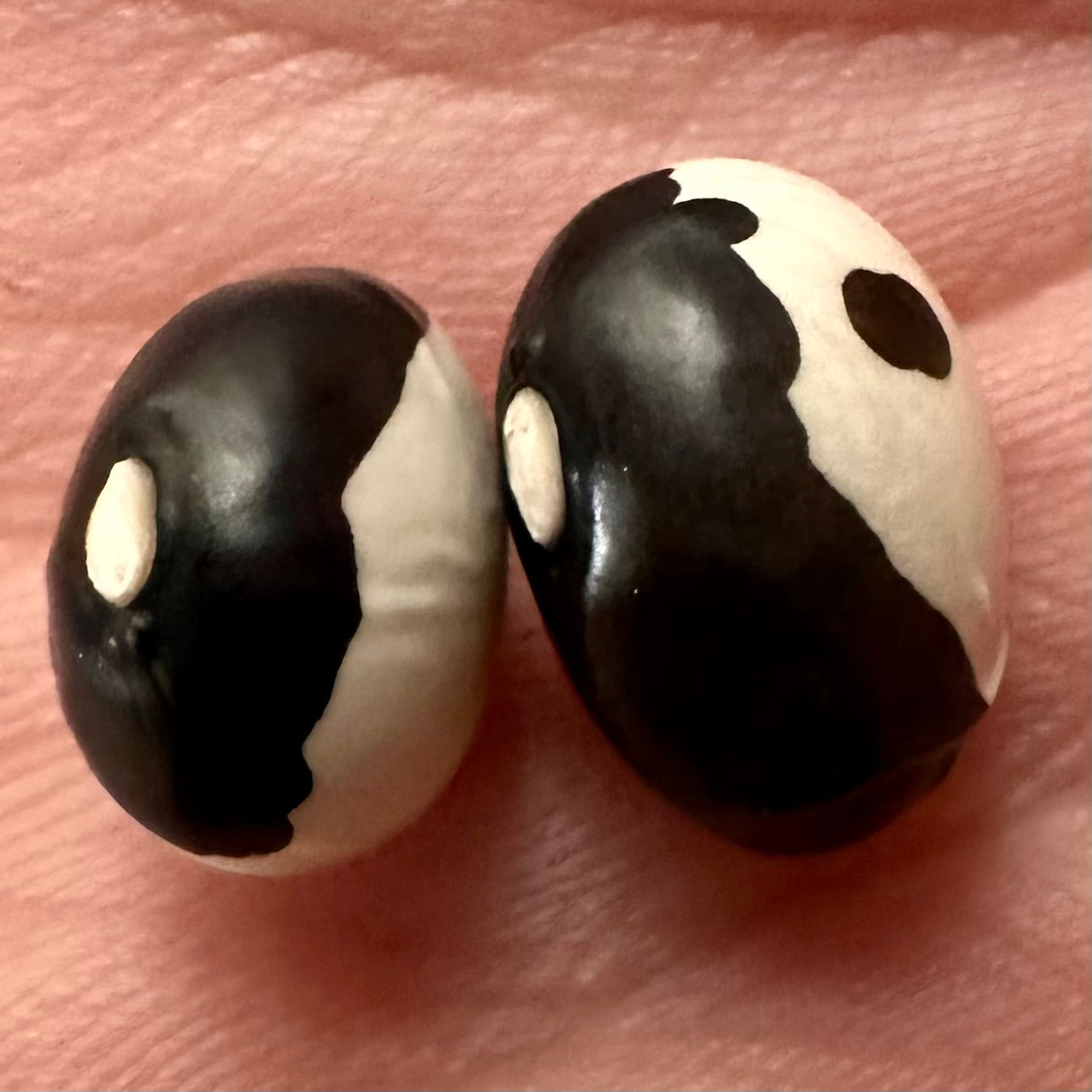 Bush Bean 'Yin Yang' Seeds