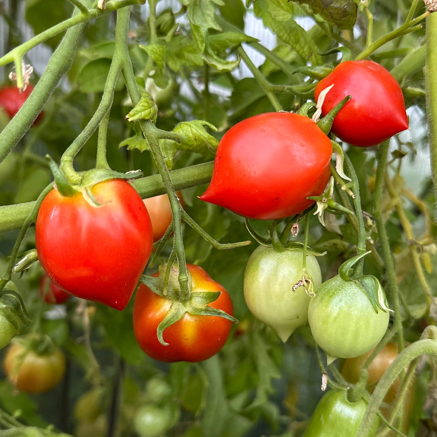 Tomato 'Geranium Kiss’ Seeds