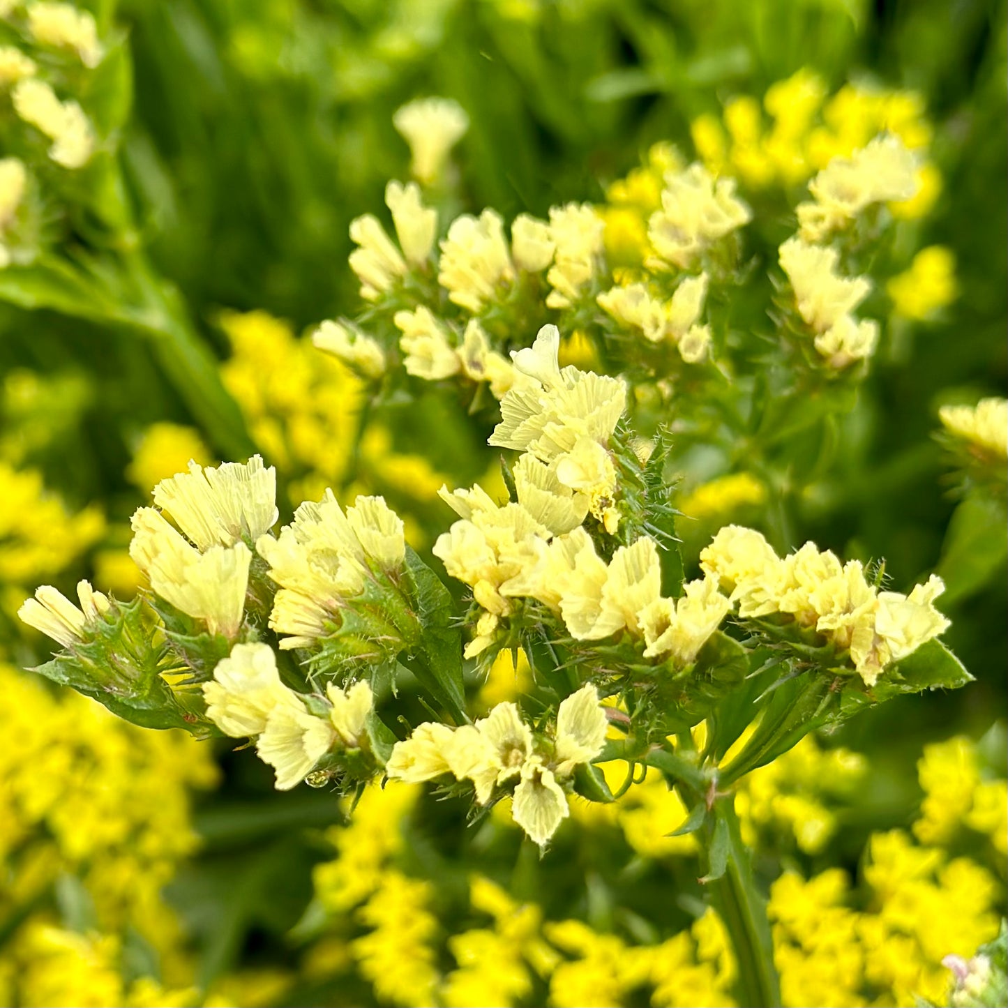 Statice Pastel Shades Mix Seeds