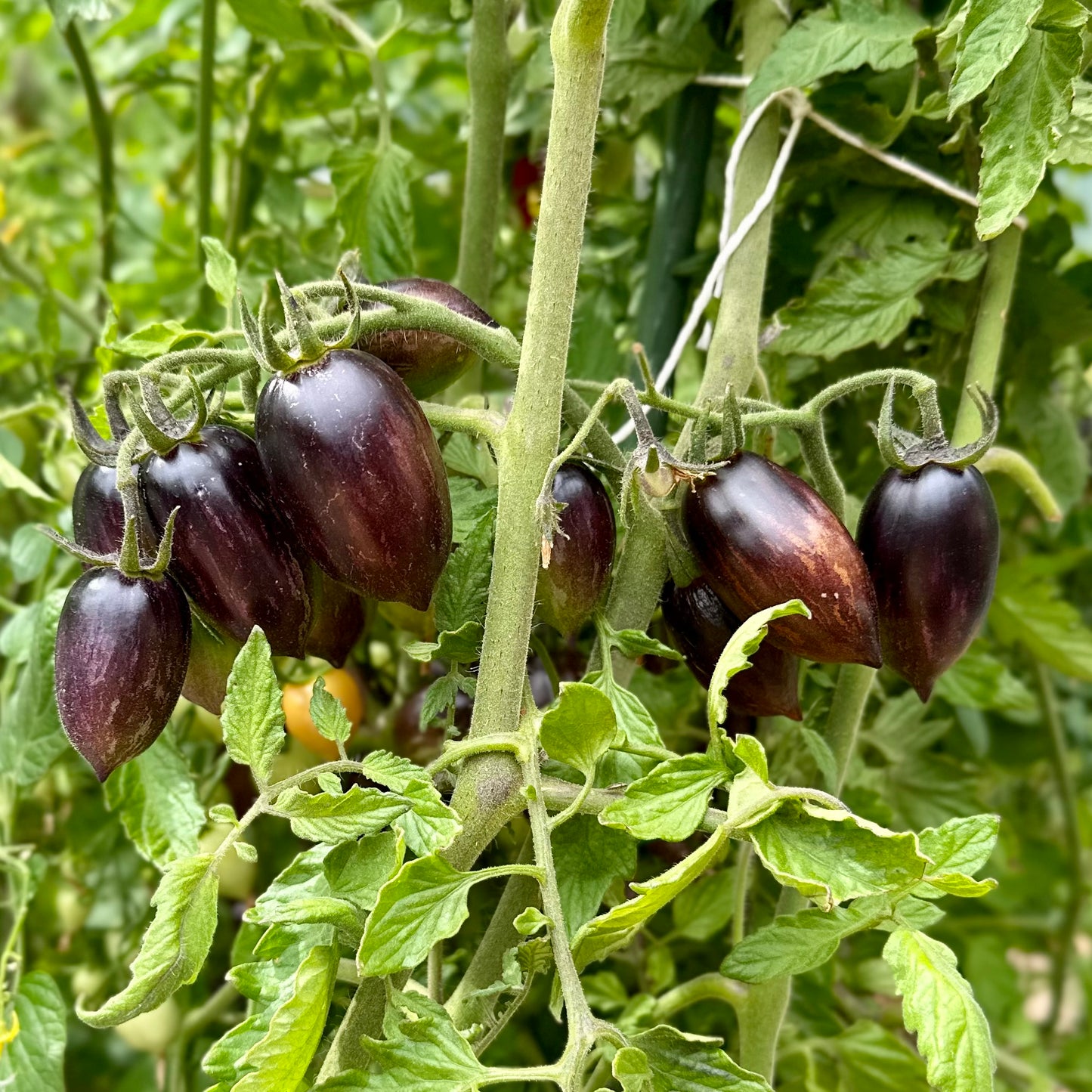 Tomato 'Cosmic Purple’ 25 Seeds COMING SOON