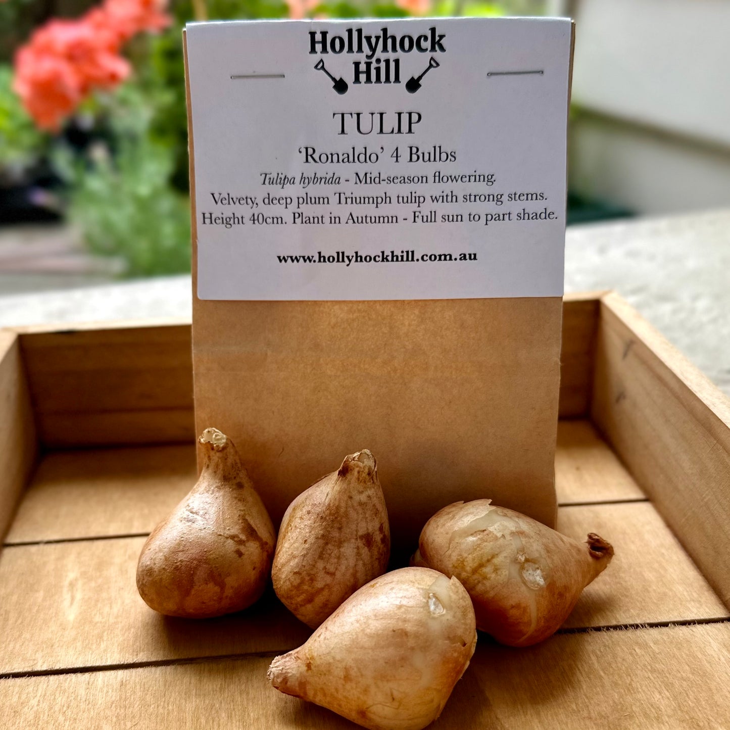 Tulip -'Ronaldo’ 4 Bulbs