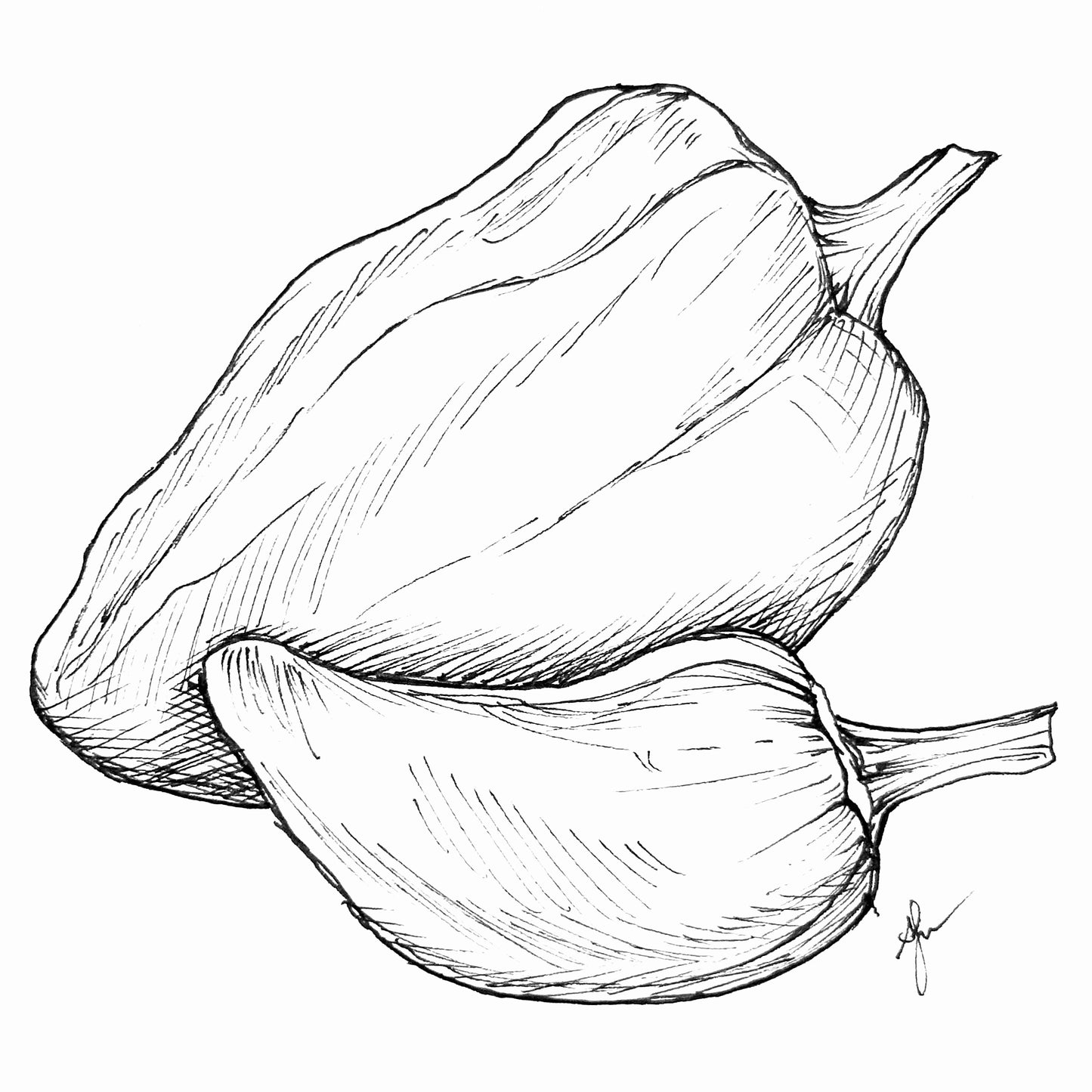 Capsicum 'Antohi Romanian' Seeds