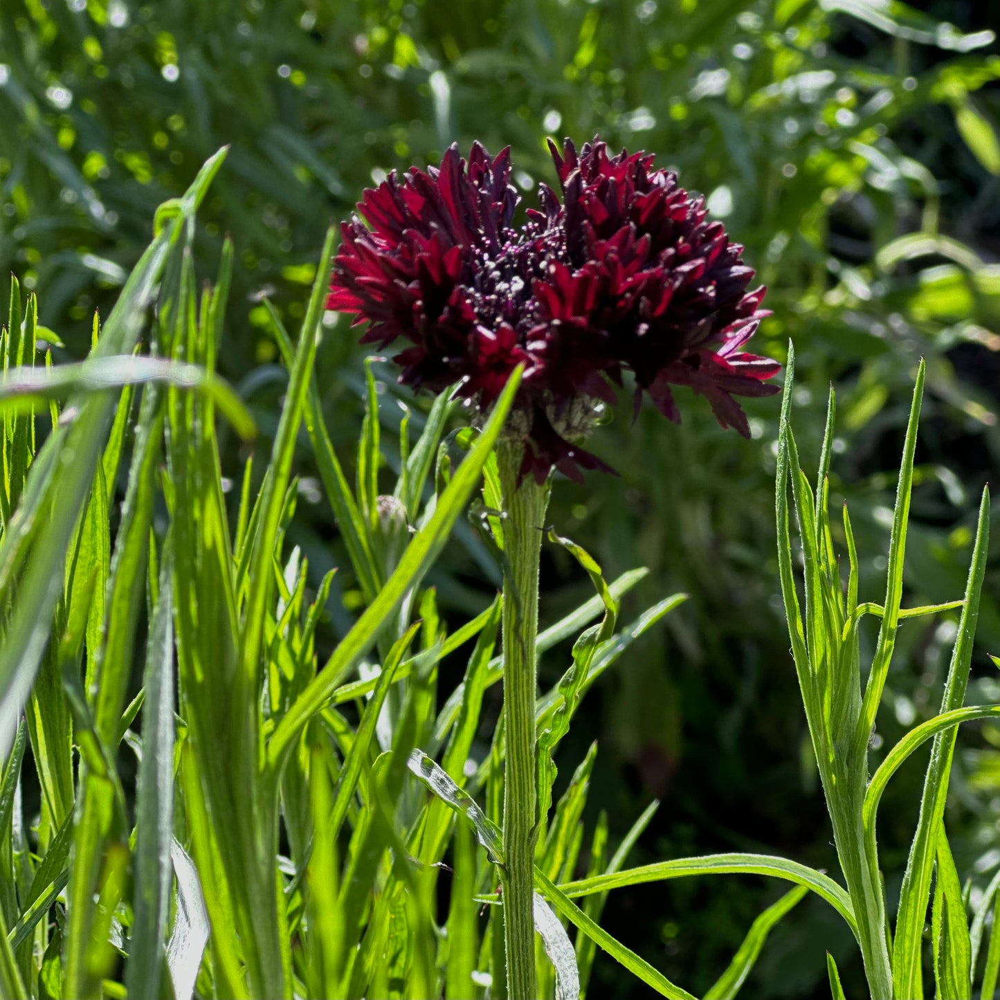Cornflower 'Double Black Ball' Seeds
