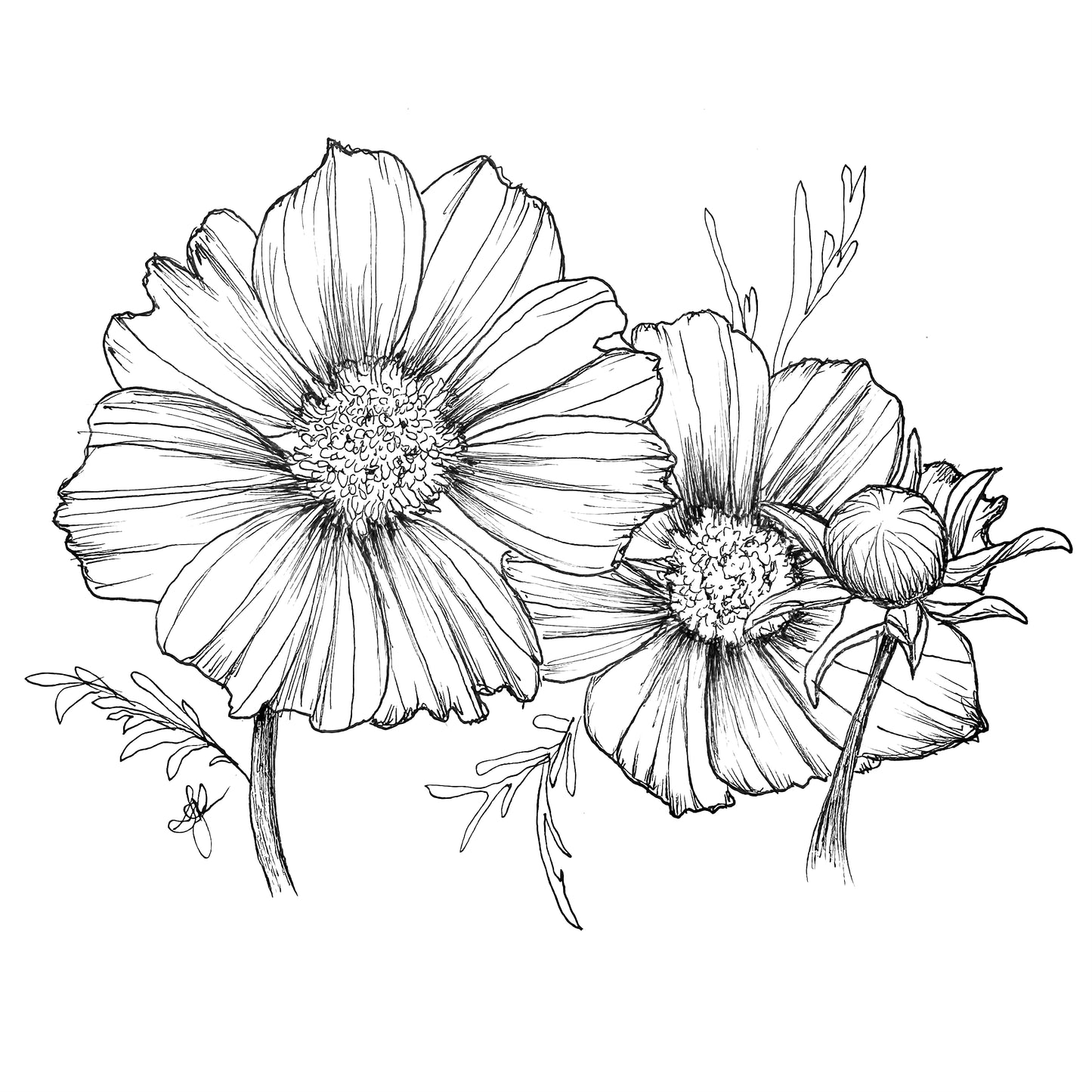 Cosmos 'Xanthos' Seeds