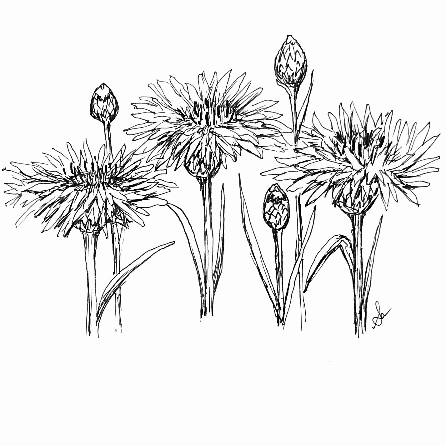 Cornflower 'Double Pink Ball' Seeds