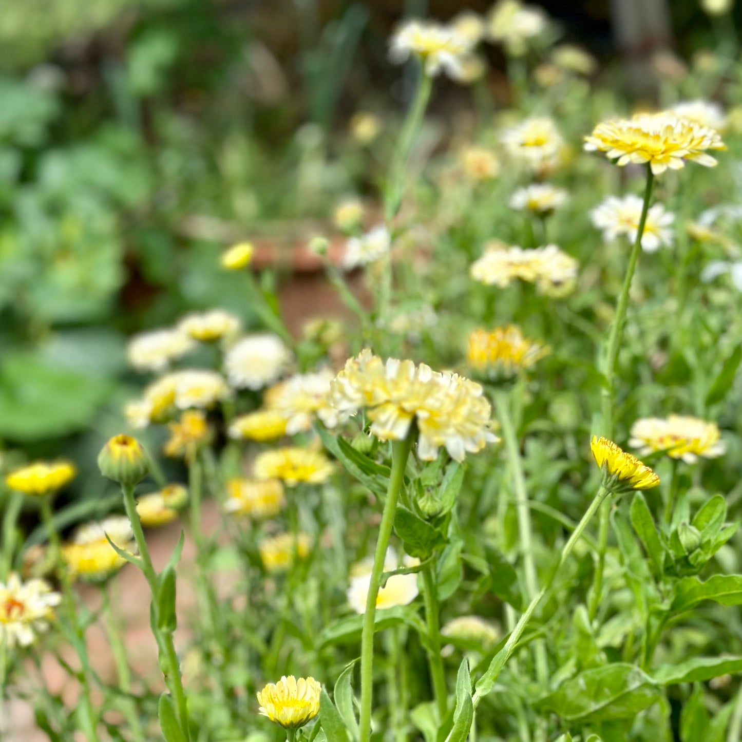 Calendula 'Ivory Princess' Seeds