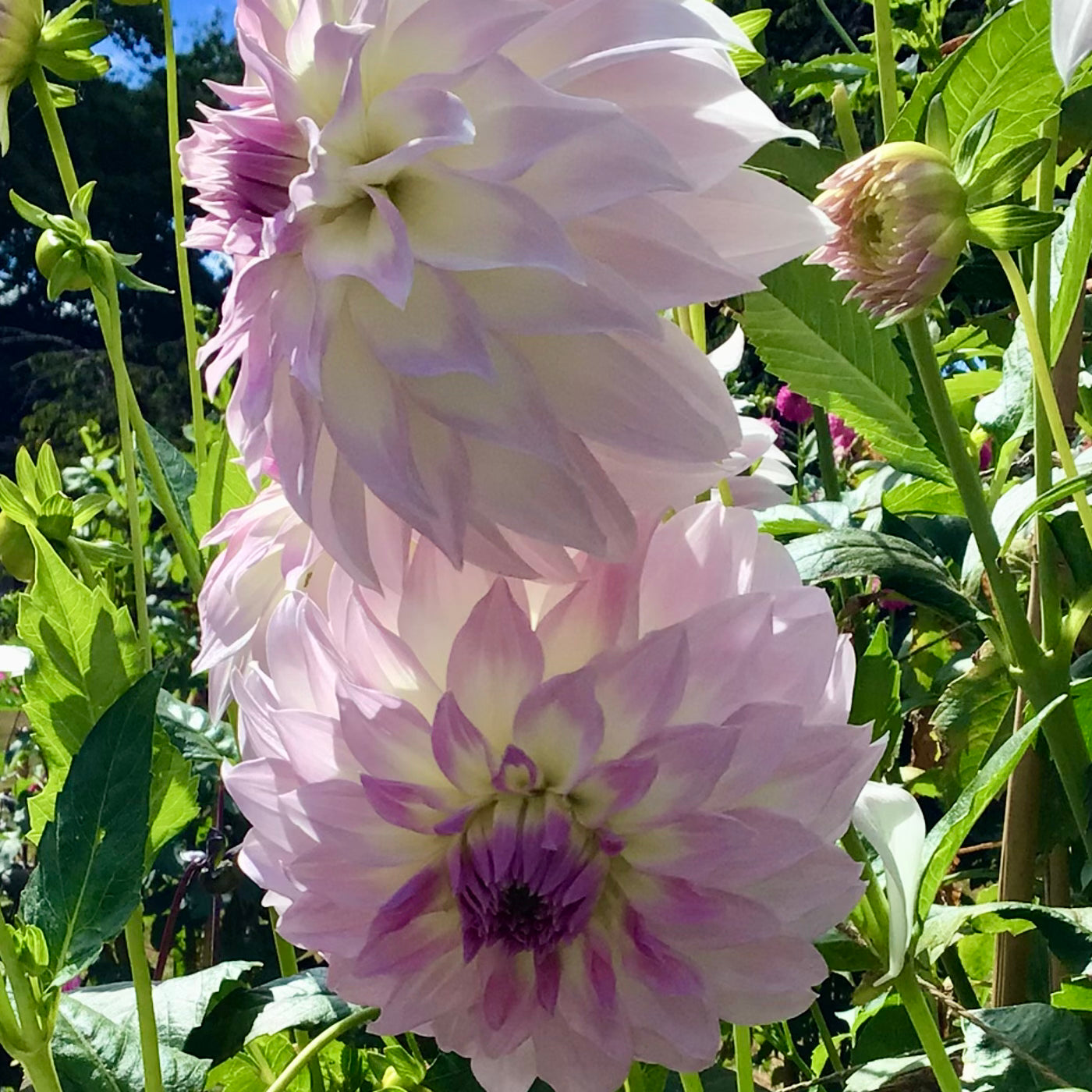 Dahlia - Anne's Delight - Tuber