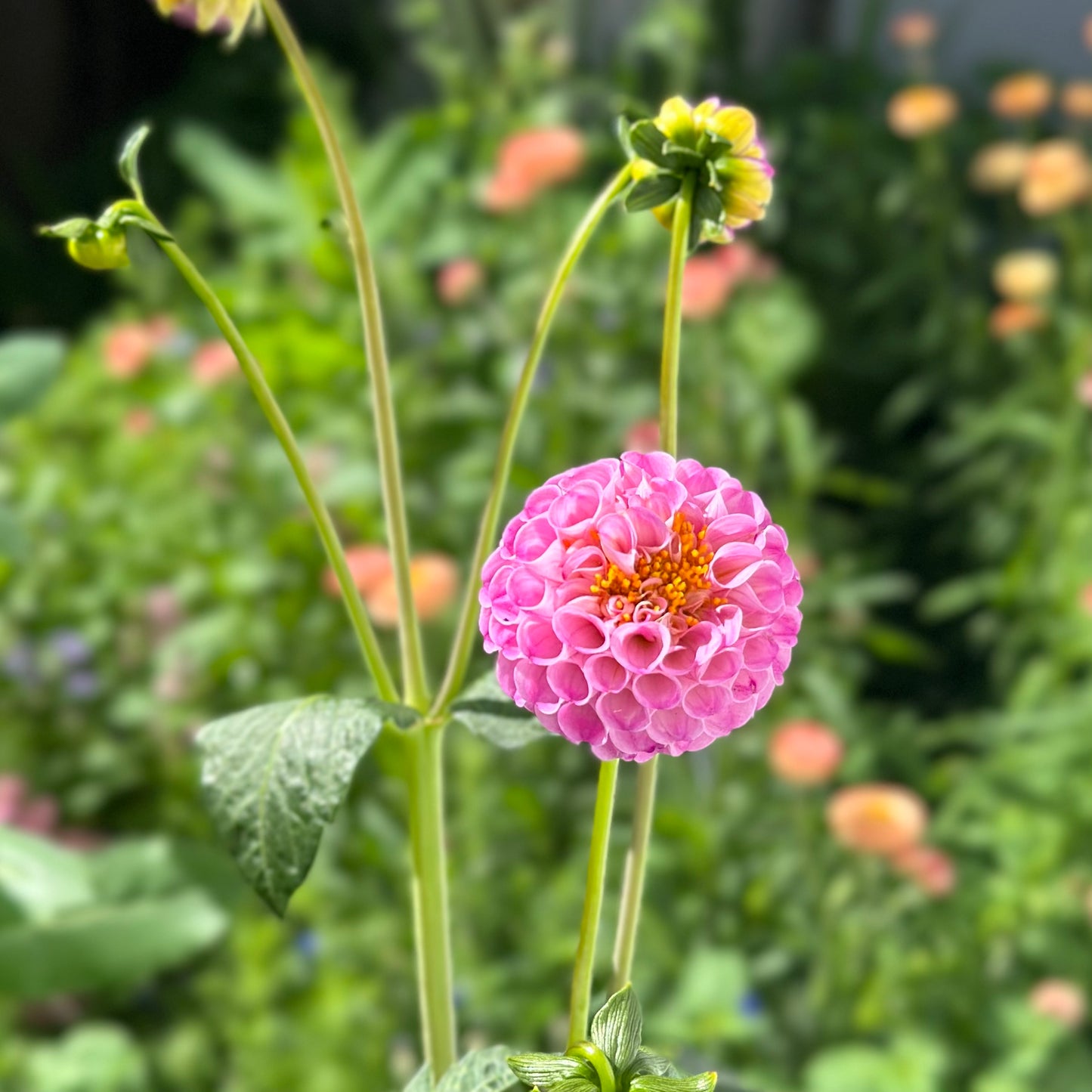 Dahlia - Pam - Tuber