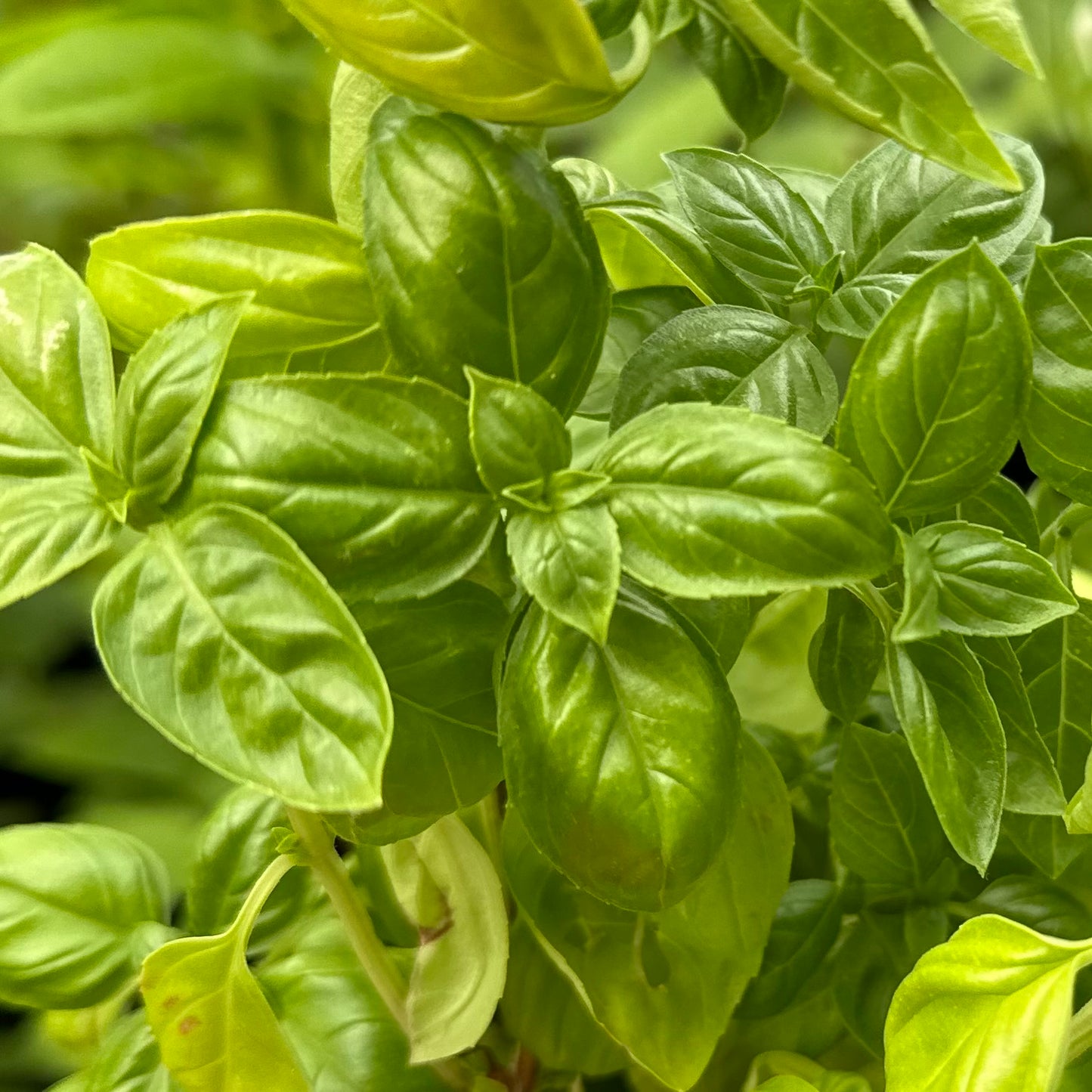 Basil ‘Green Jewel’ Seeds
