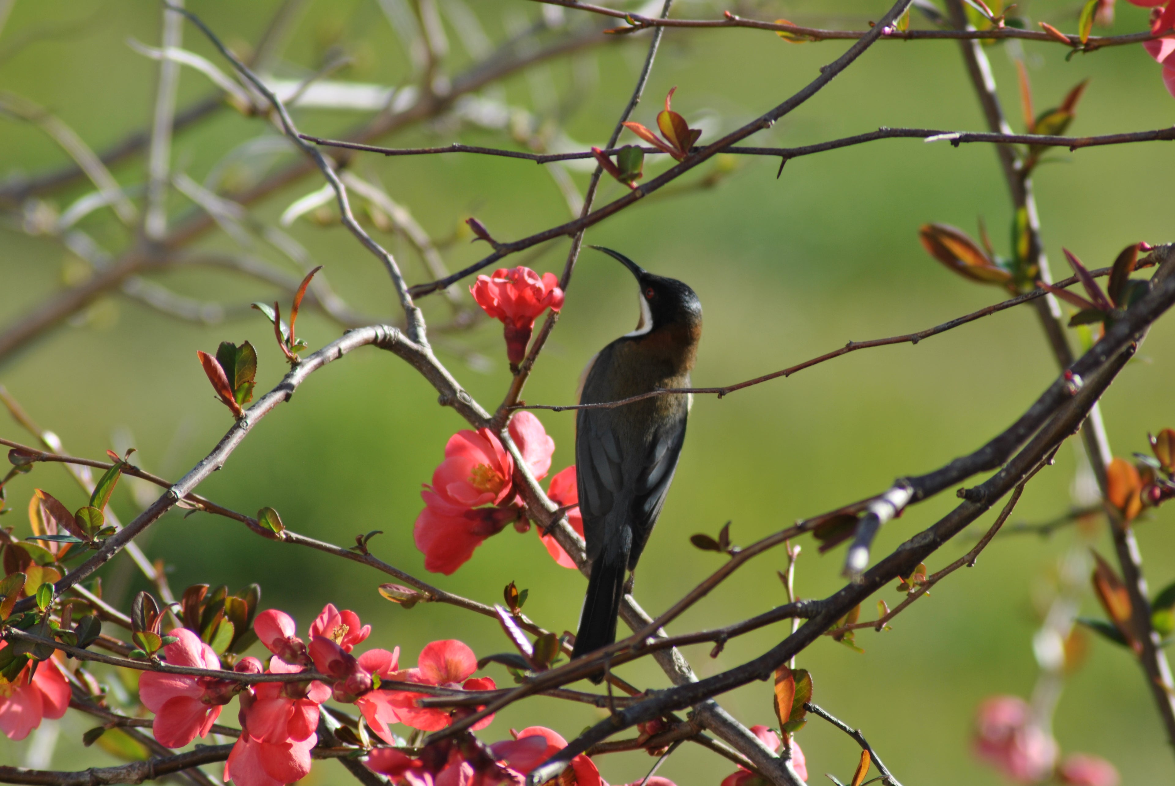 Eastern Spinebill on a crabapple hedge