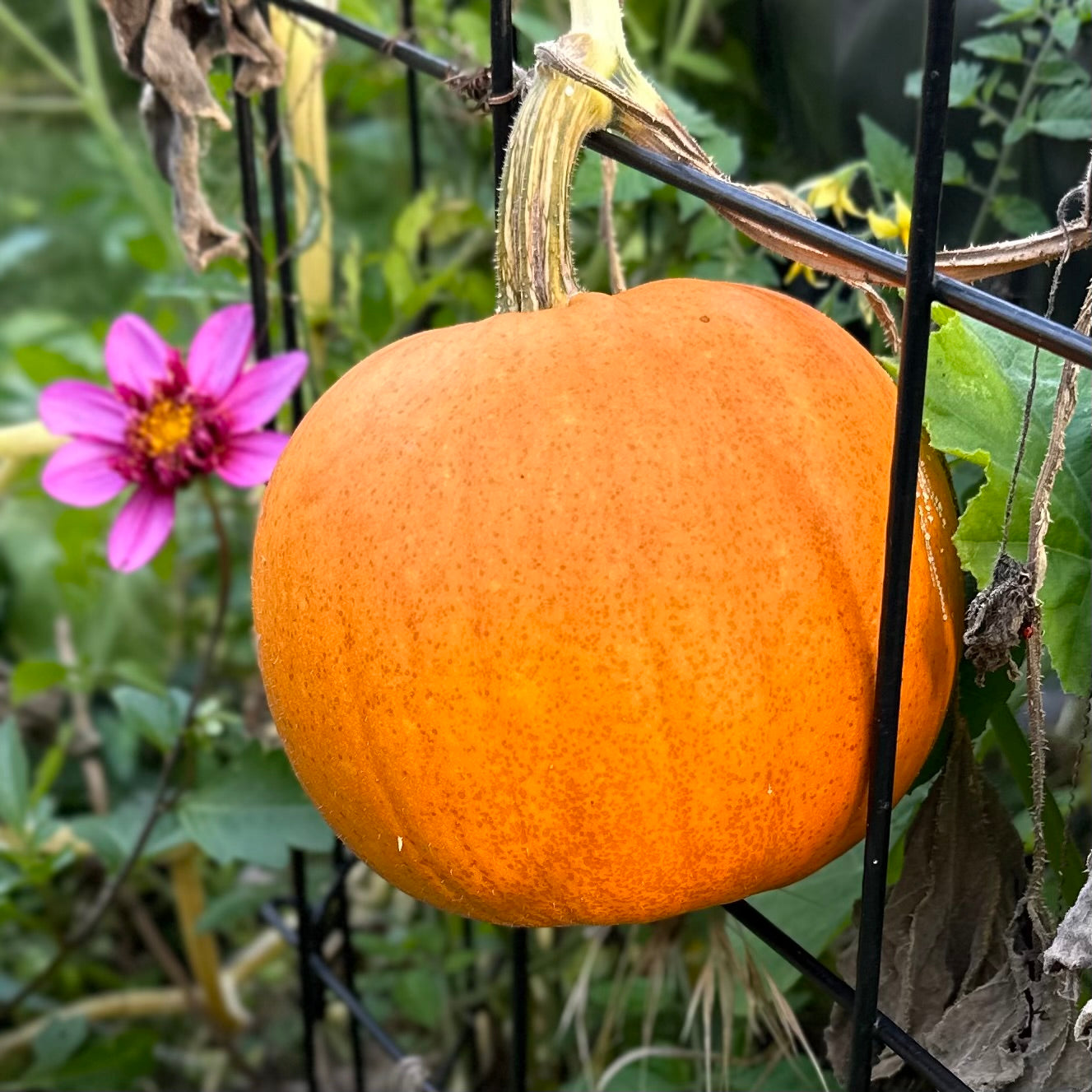 Pumpkin ‘Small Sugar’ Seeds