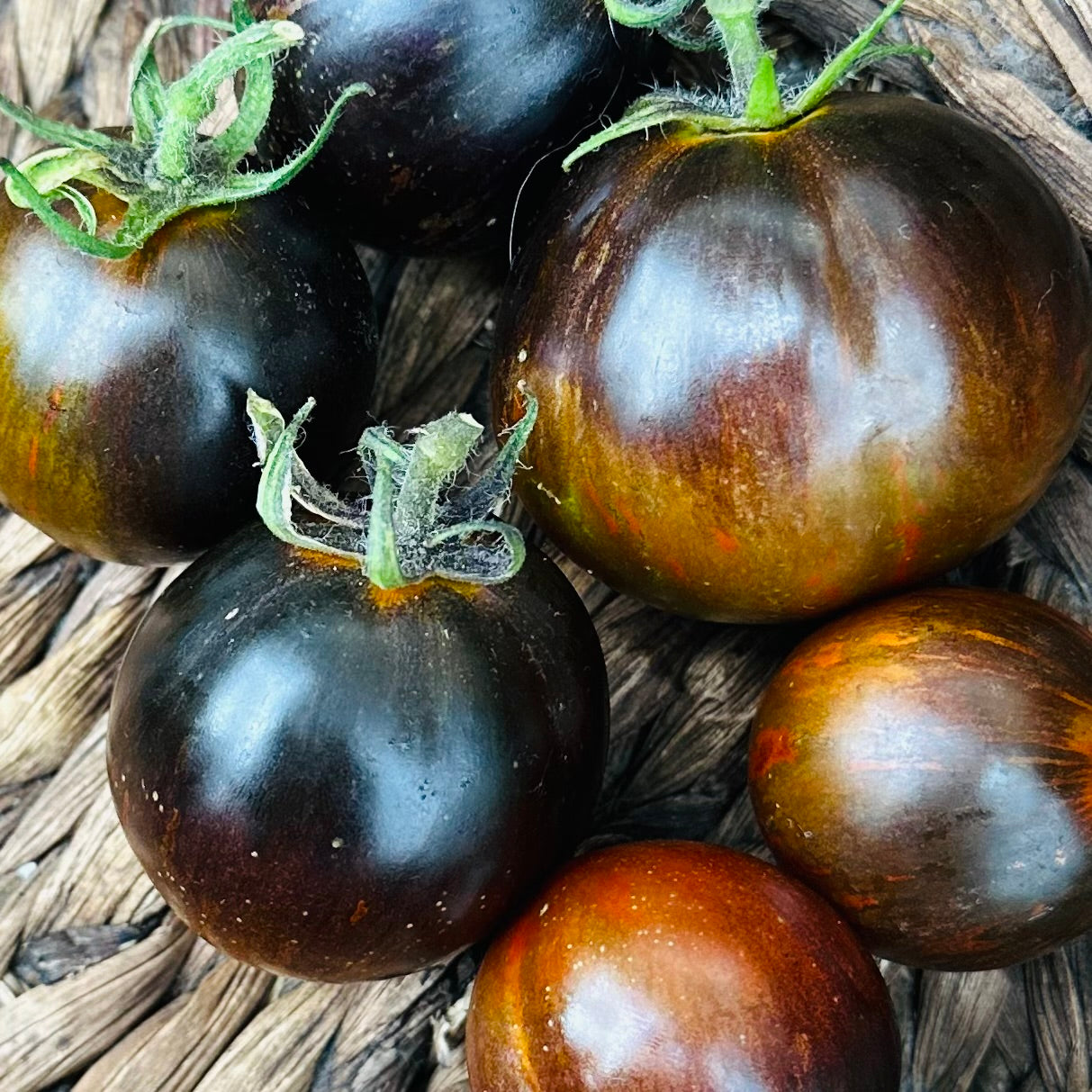 Tomato ‘Cosmic Eclipse’ Seeds COMING SOON