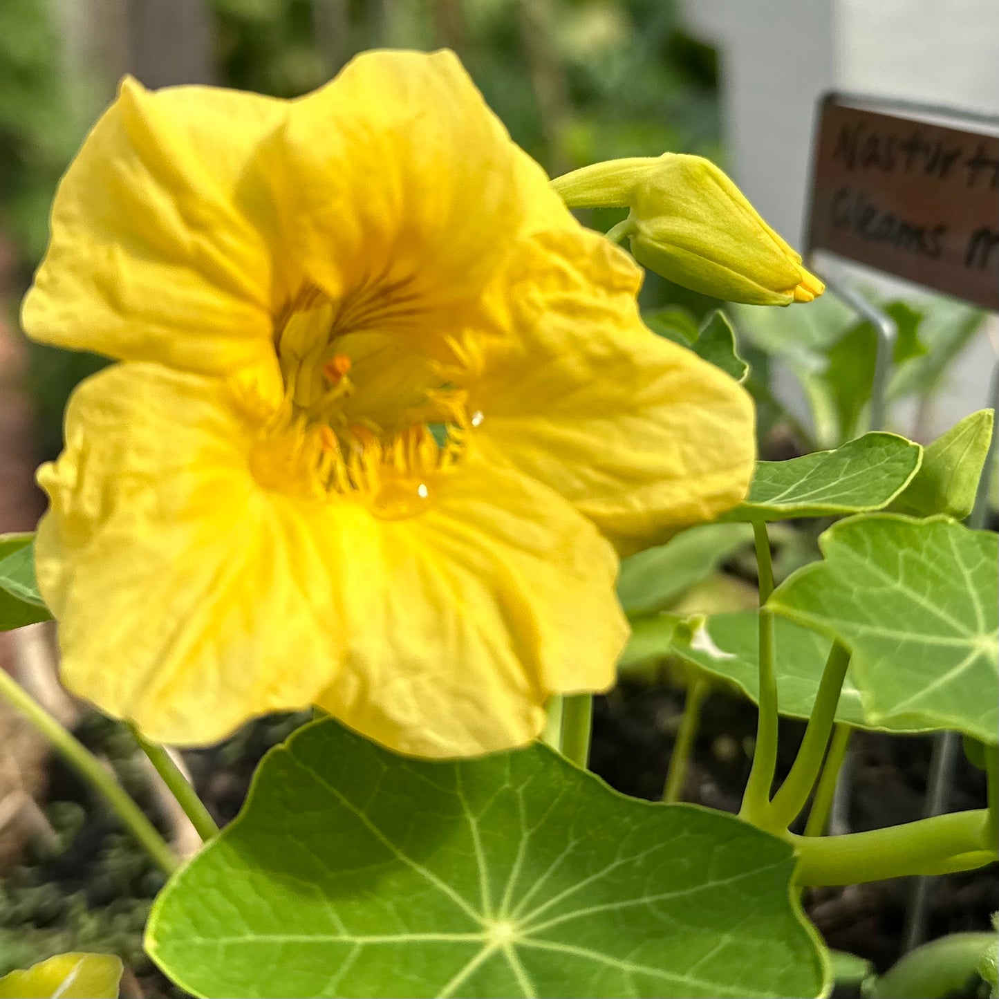 Nasturtium ‘Gleams Moon’ Seeds