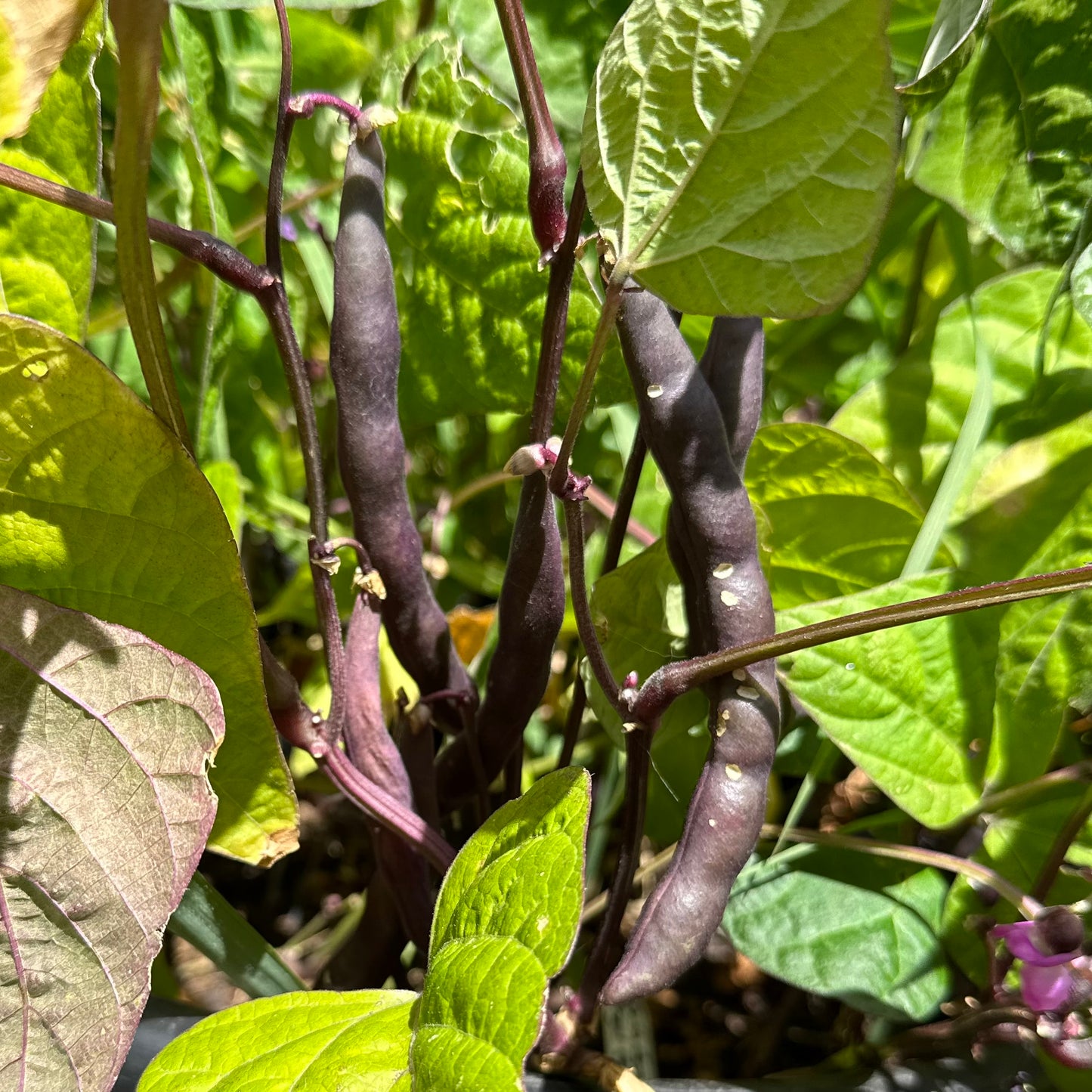 Bush Bean 'Royal Burgundy' Seeds
