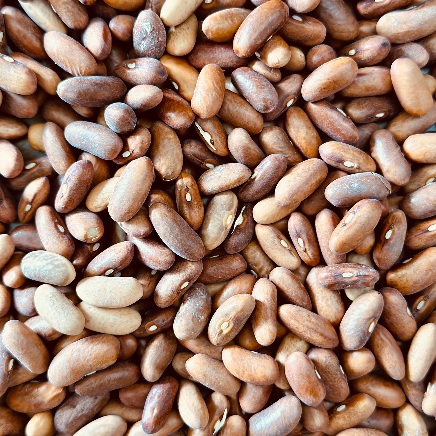 Bush Bean 'Royal Burgundy' Seeds