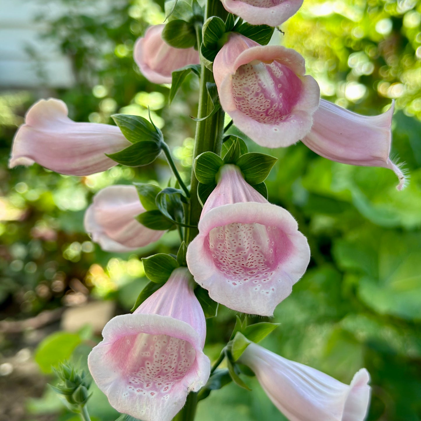 Foxglove Cottage Mix Seeds