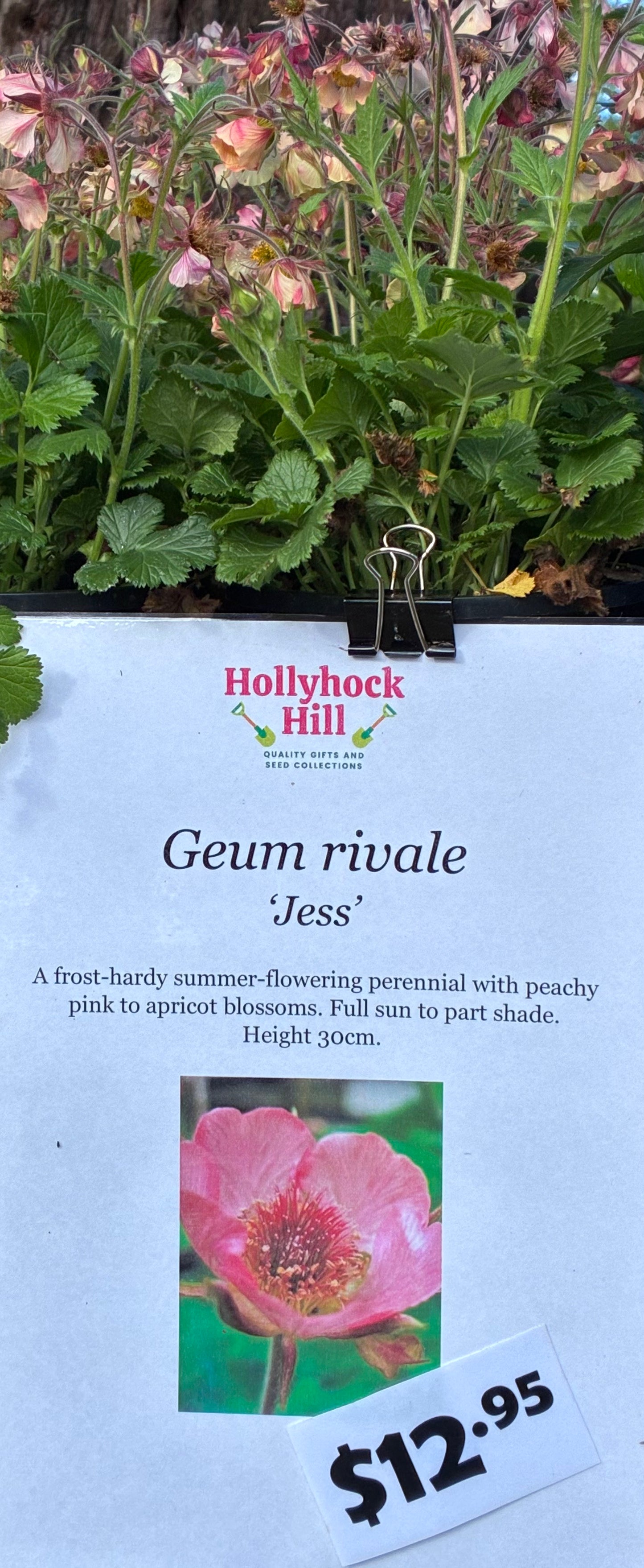 Geum rivale ‘Jess’