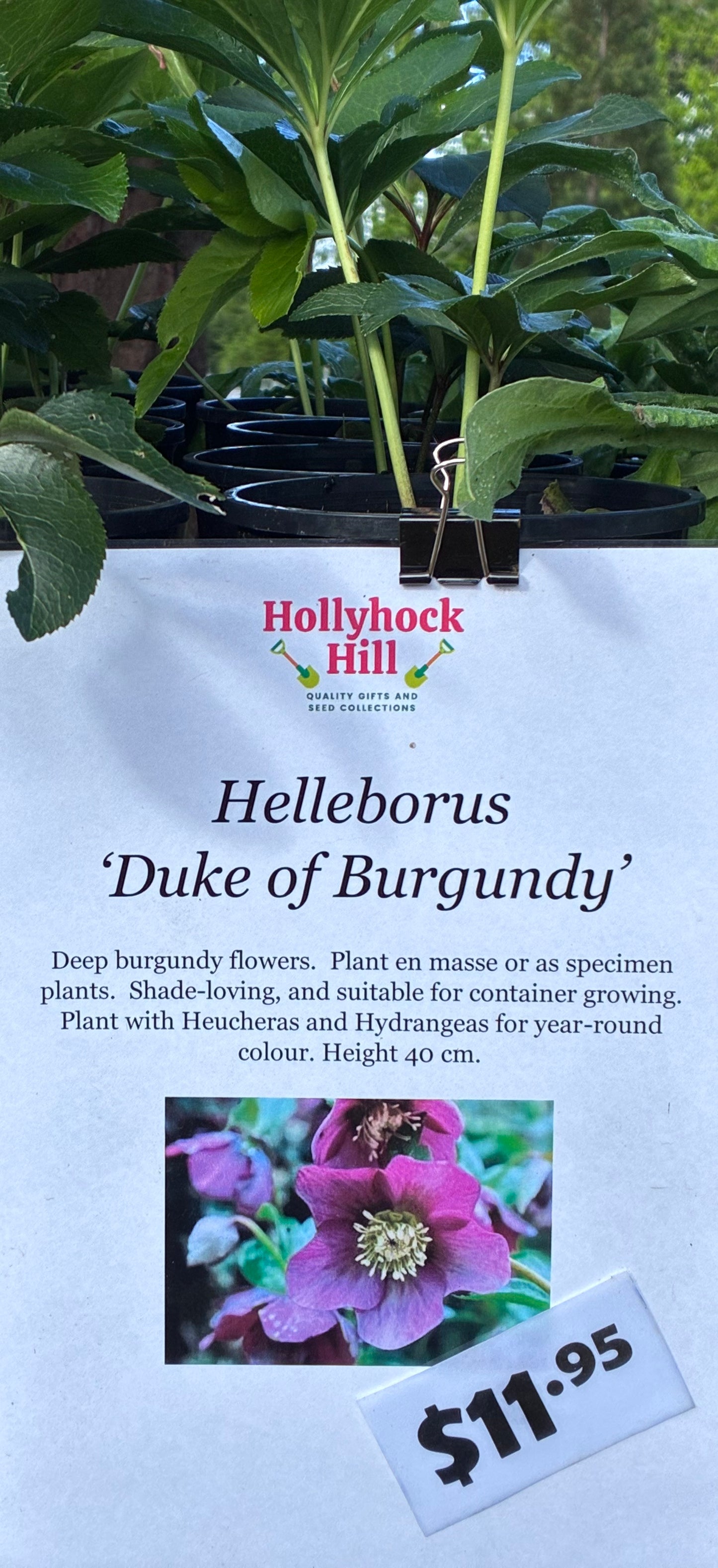 Hellebore ‘Duke of Burgundy’