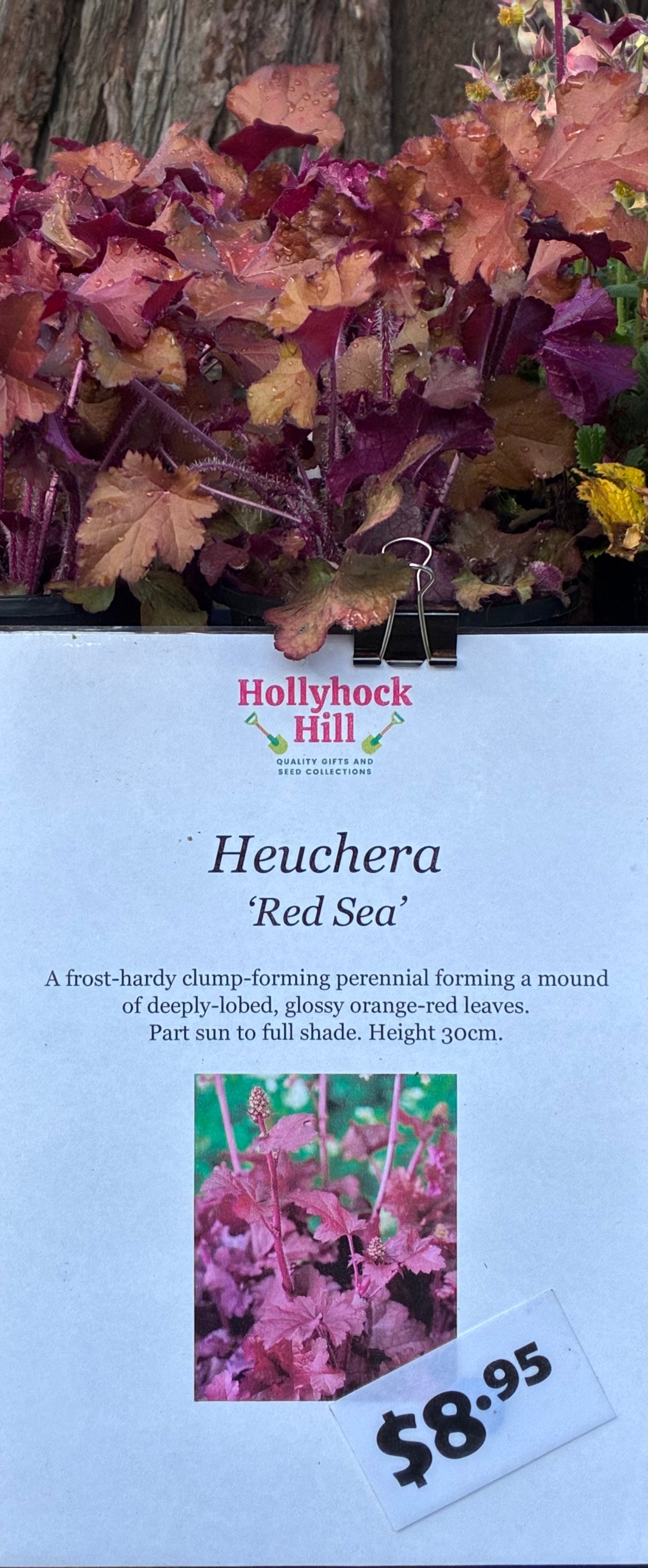 Heuchera ‘Red Sea’