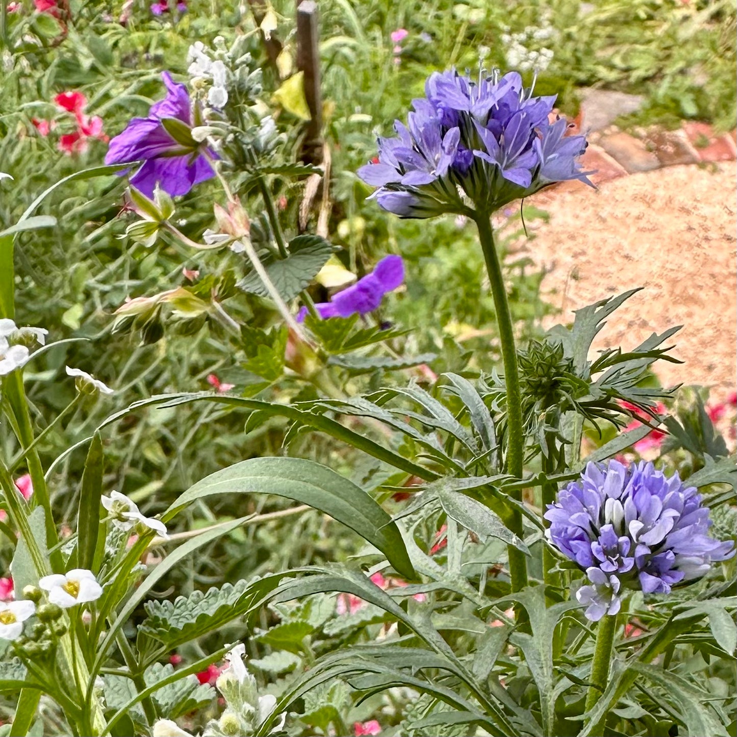Queen Anne's Thimbles Seeds