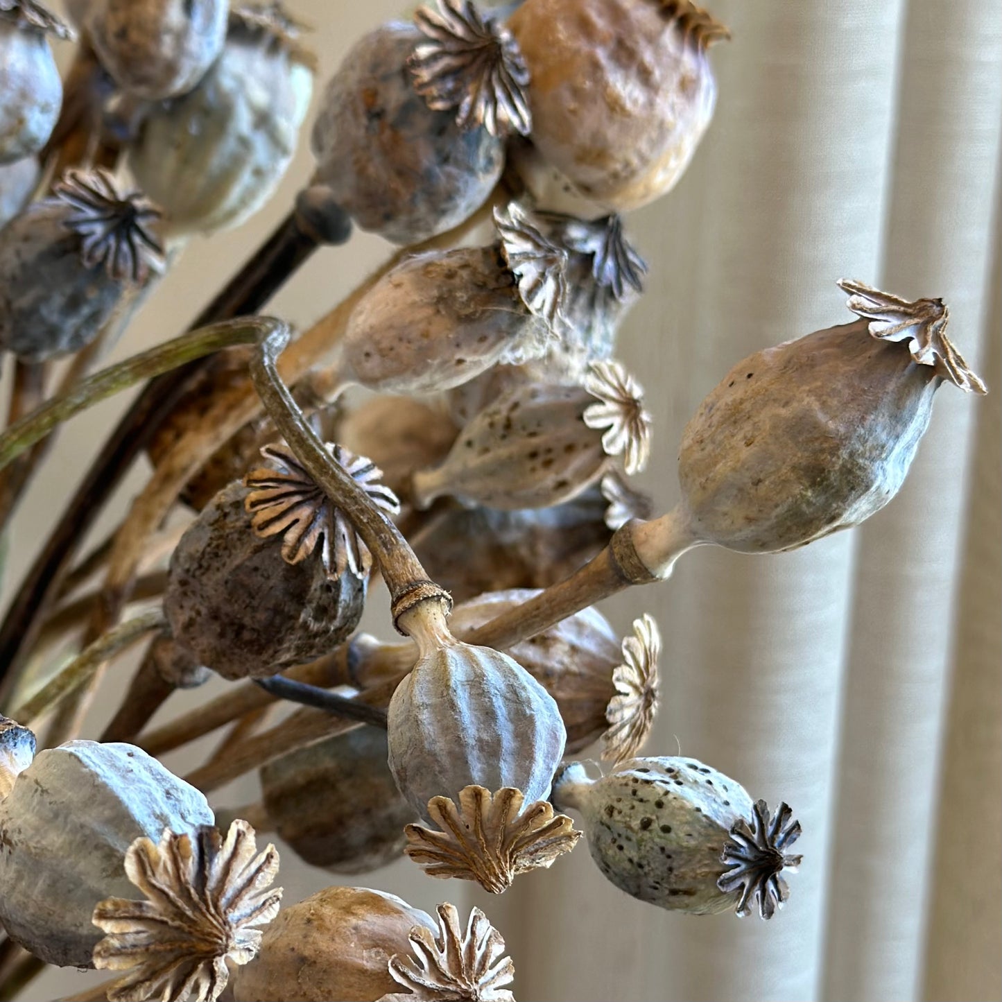 Peony Poppy Antique Mix Seeds