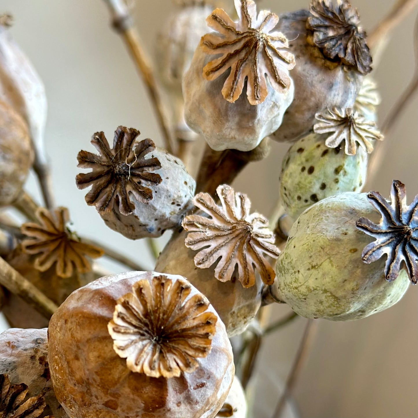 Peony Poppy Antique Mix Seeds