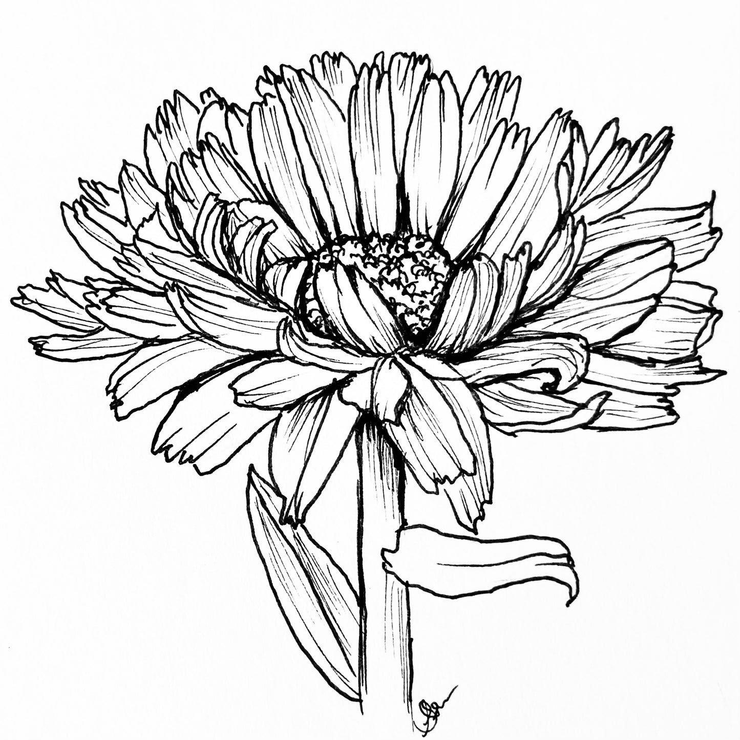 Calendula 'Ivory Princess' Seeds