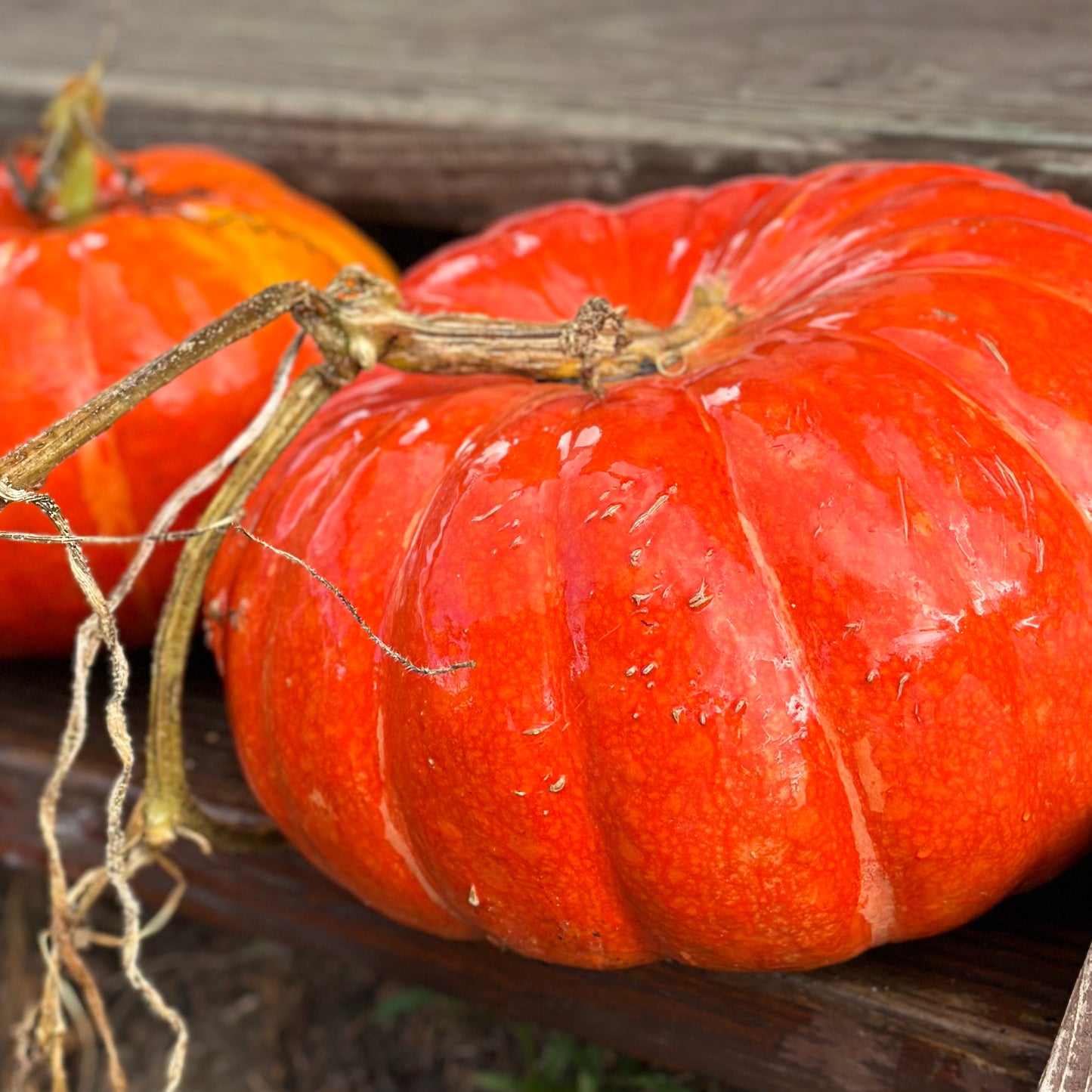 Pumpkin 'Cinderella' Seeds