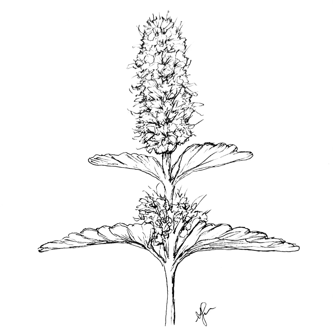 Korean Mint Seeds