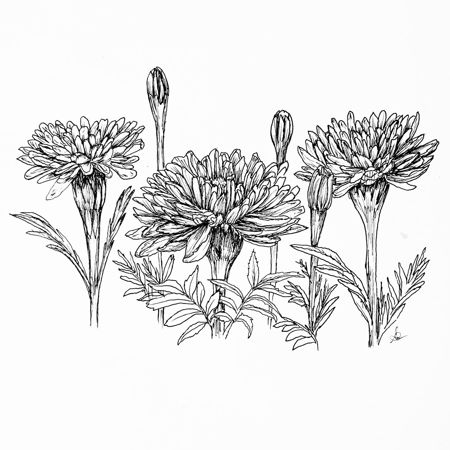 Marigold 'Kilimanjaro’ Seeds