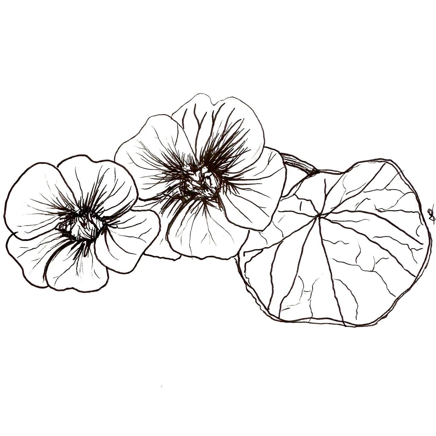 Nasturtium Double Jewel 'Cherry Rose’ Seeds