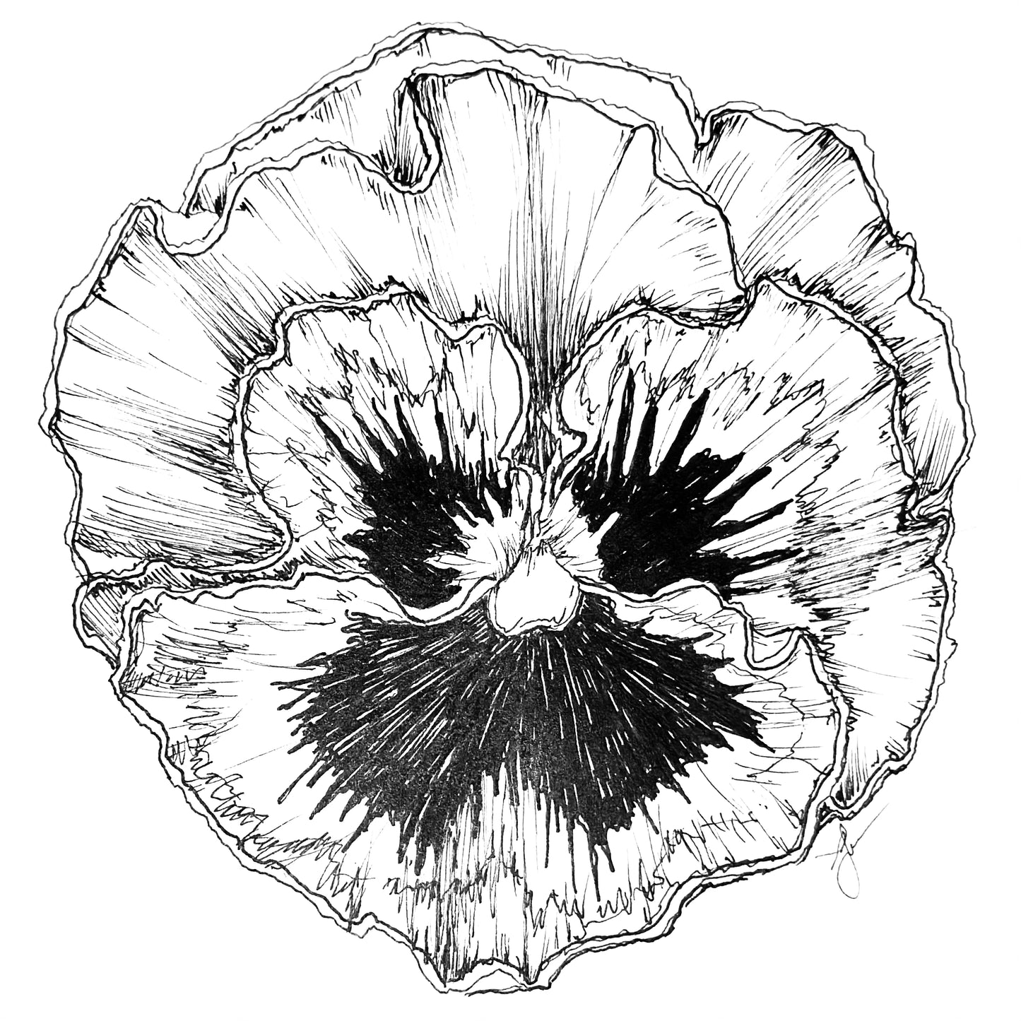 Pansy Rococo Frilled Mix Seeds